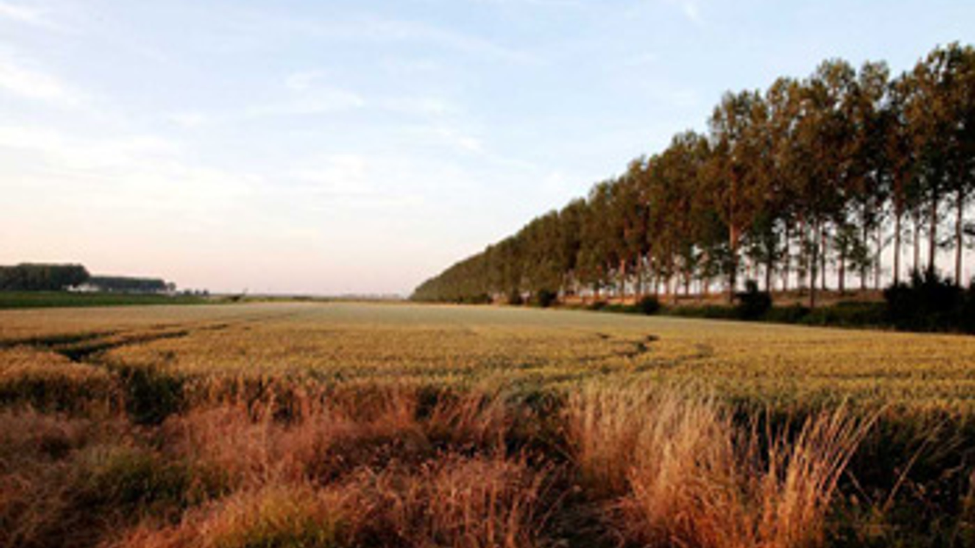 hedwigepolder.jpg