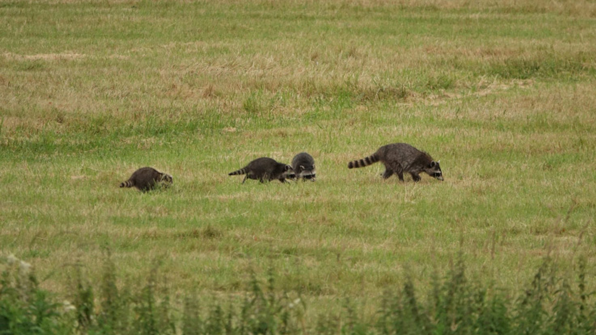 familie-wasbeer-op-wandel_64beb501b9f5b_medium