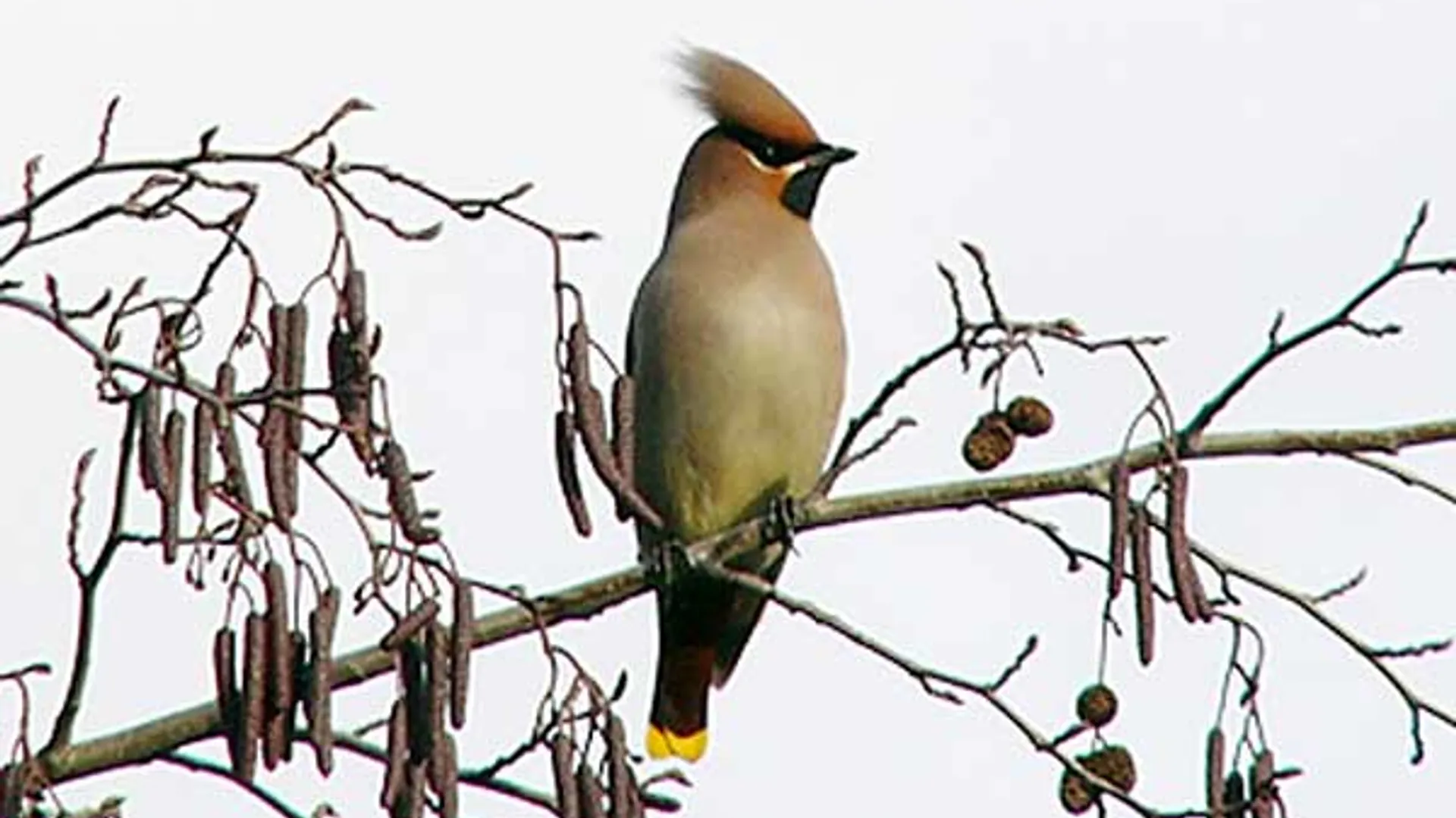 pestvogel_01.jpg