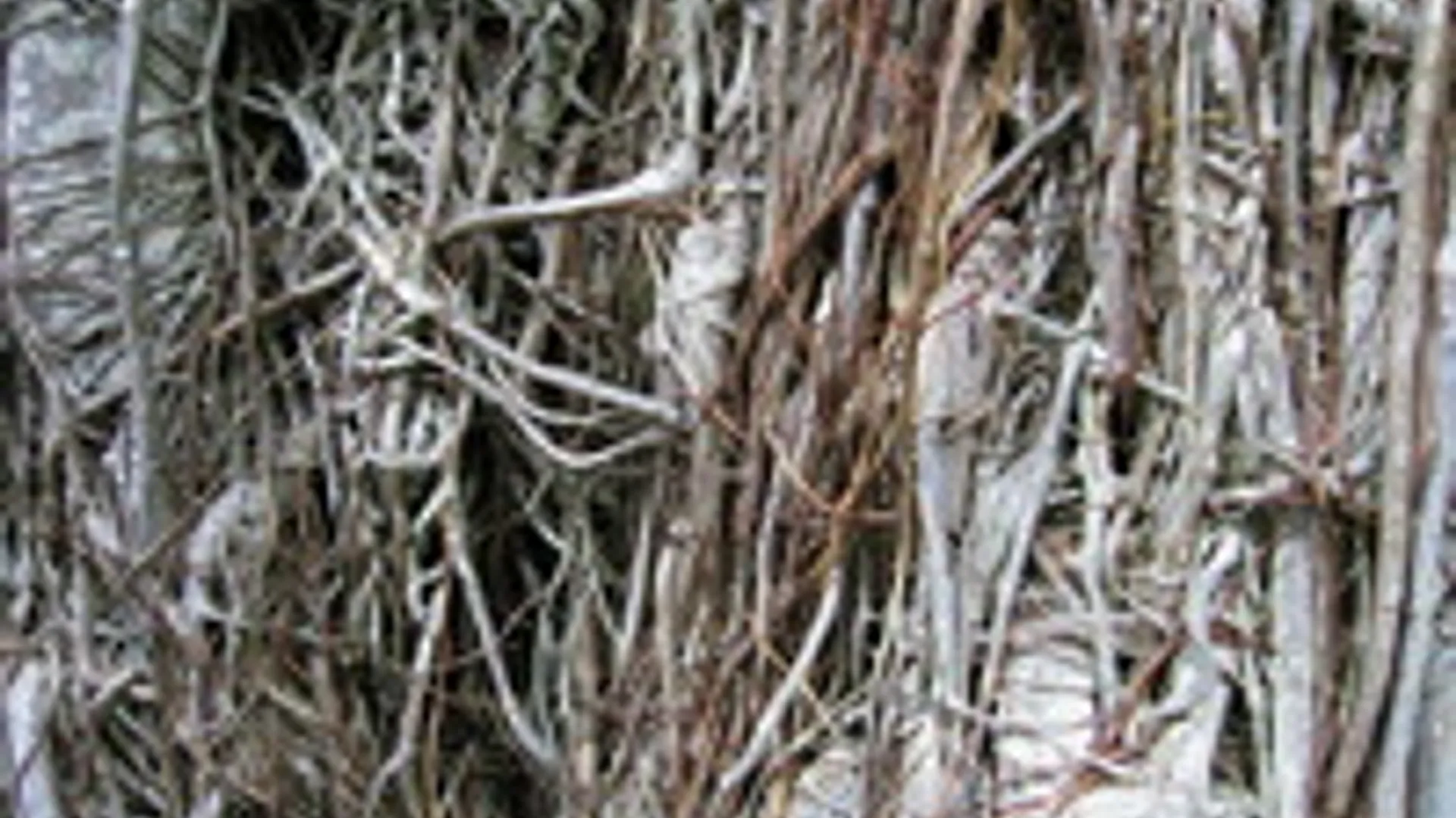 underground-life-1183663.jpg