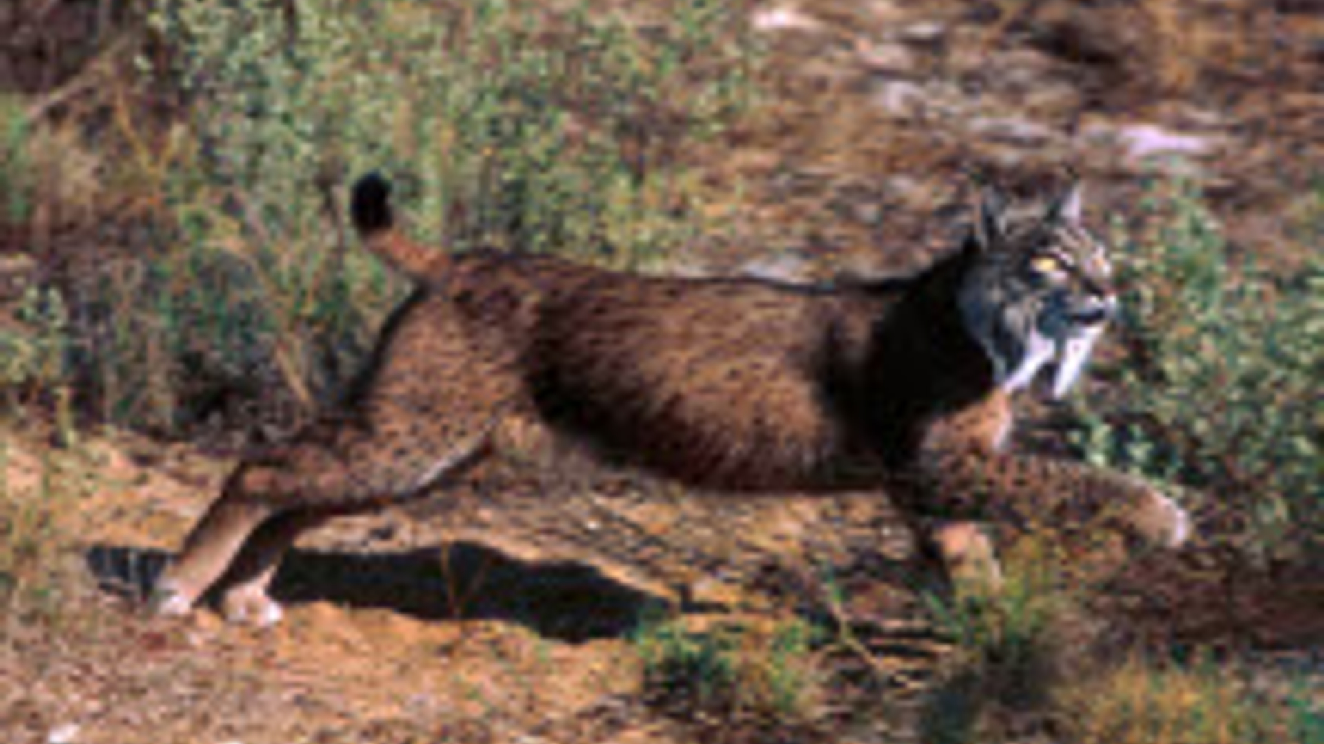 IUCN.jpg