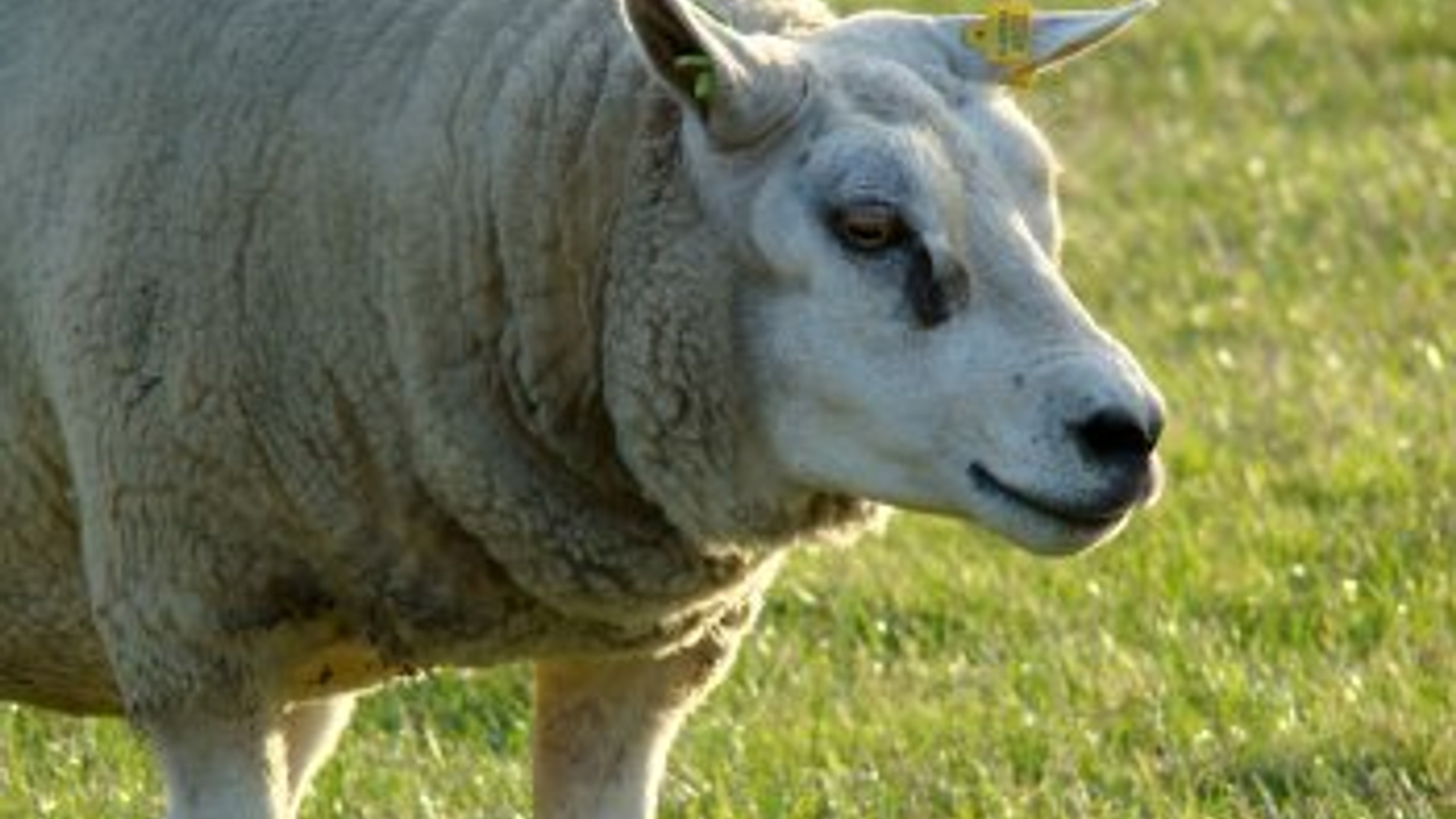schaap1_01.jpg