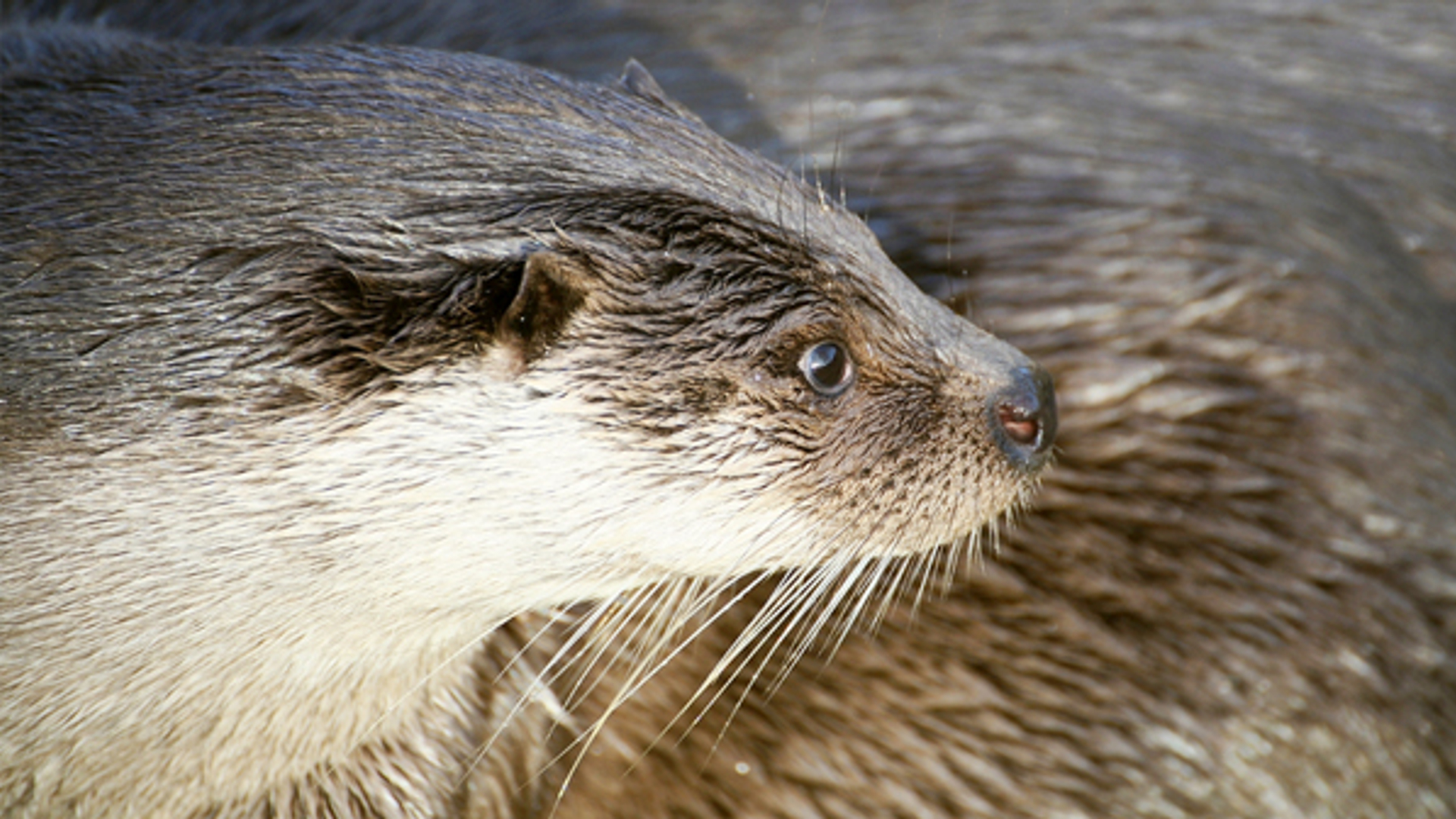 Otter_laagvlieger.jpg