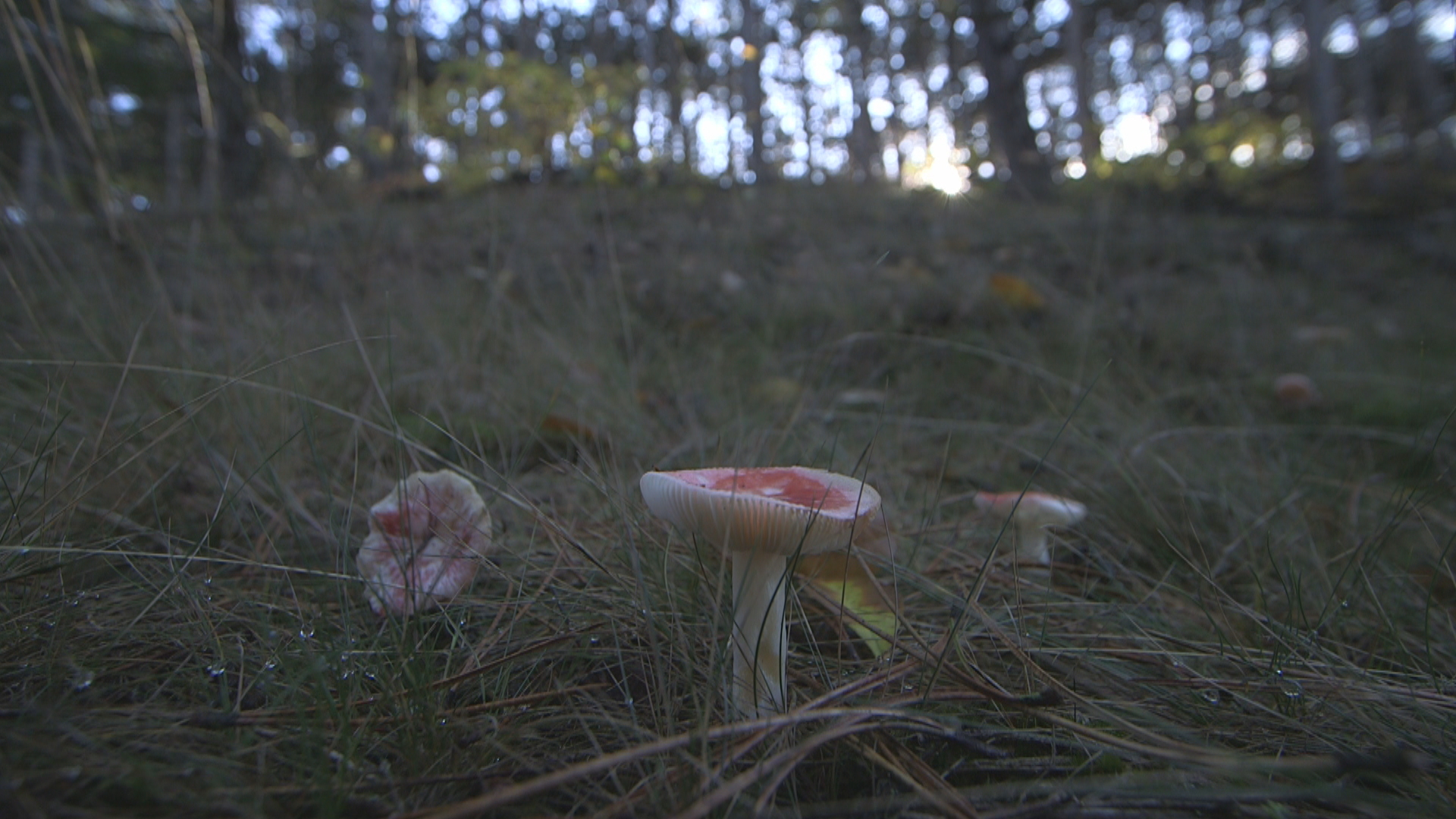 DUINEN_SCHOORL_VIEWING_frame_496