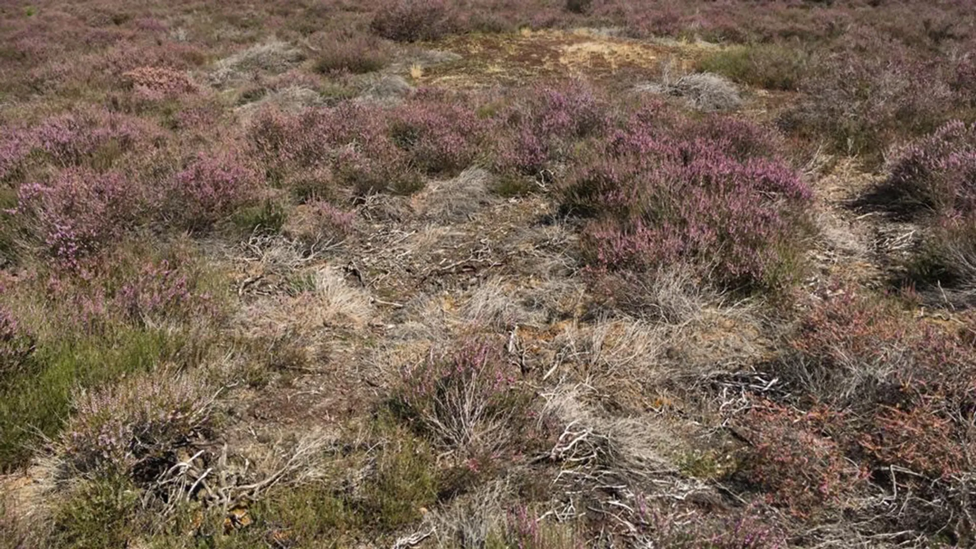 heide droogte