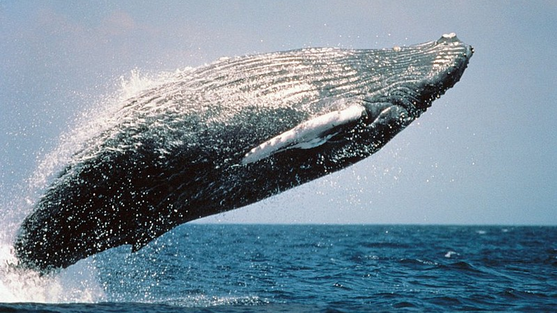 walvis2_07.jpg