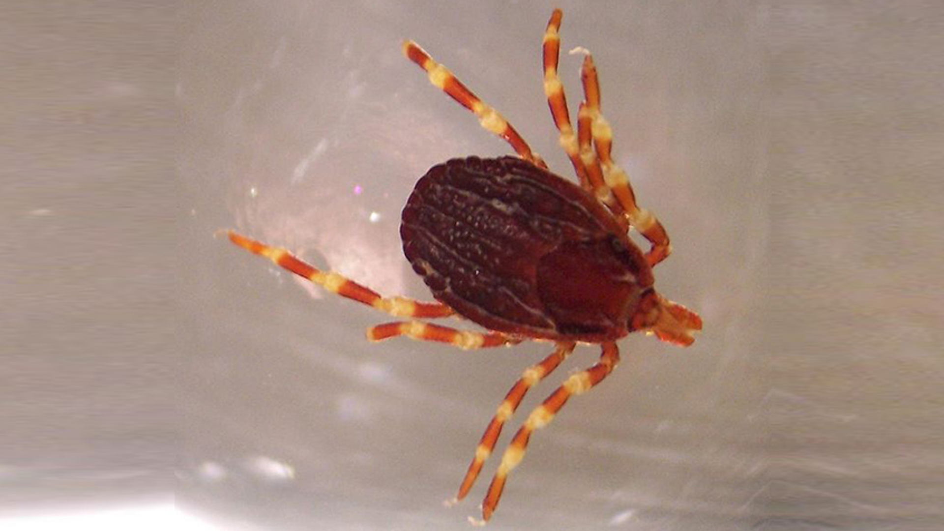 Hyalomma marginatum, Adam Cuerden