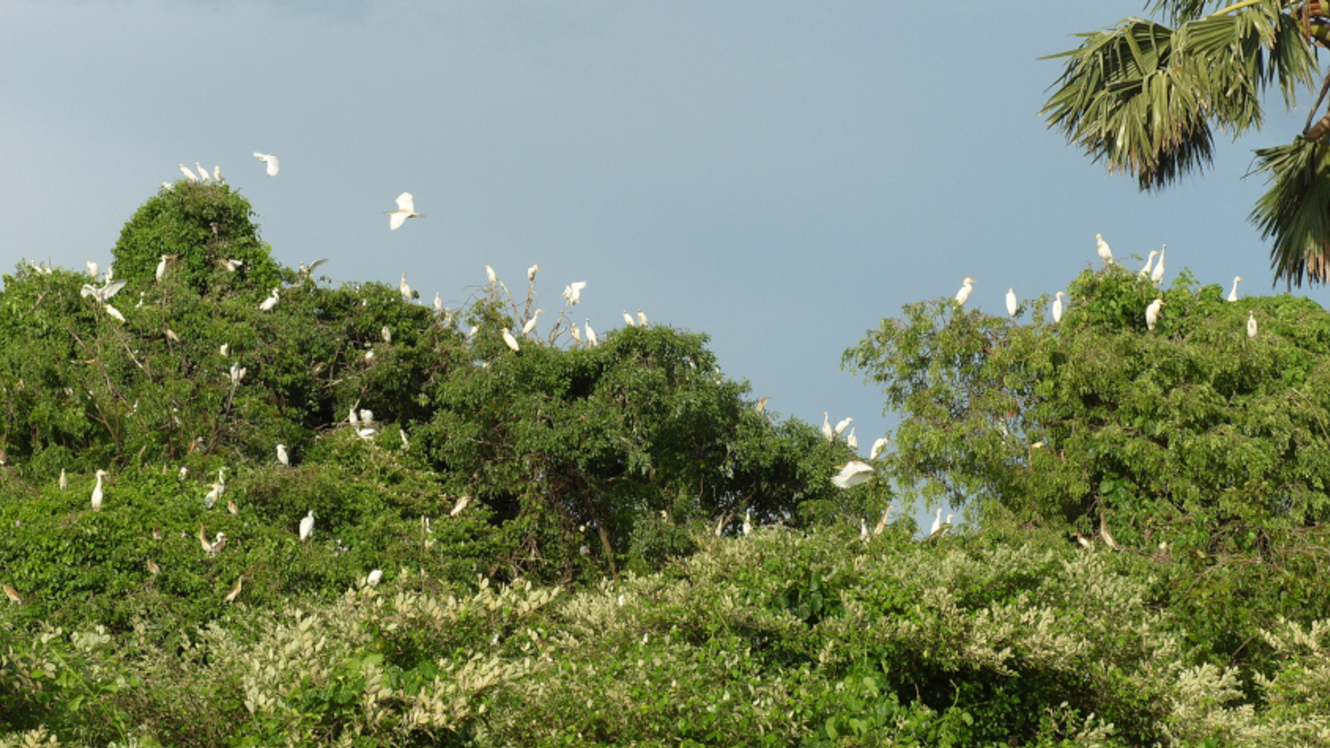 Zazamalala bos Madagaskar