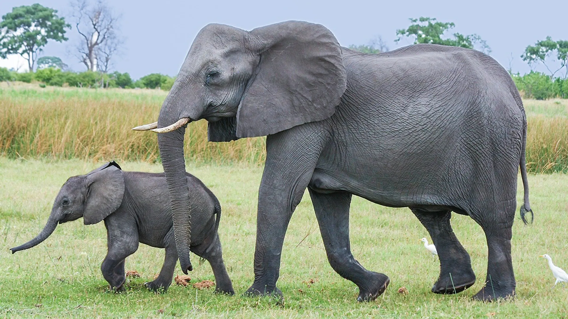 elephant-2923916_1920