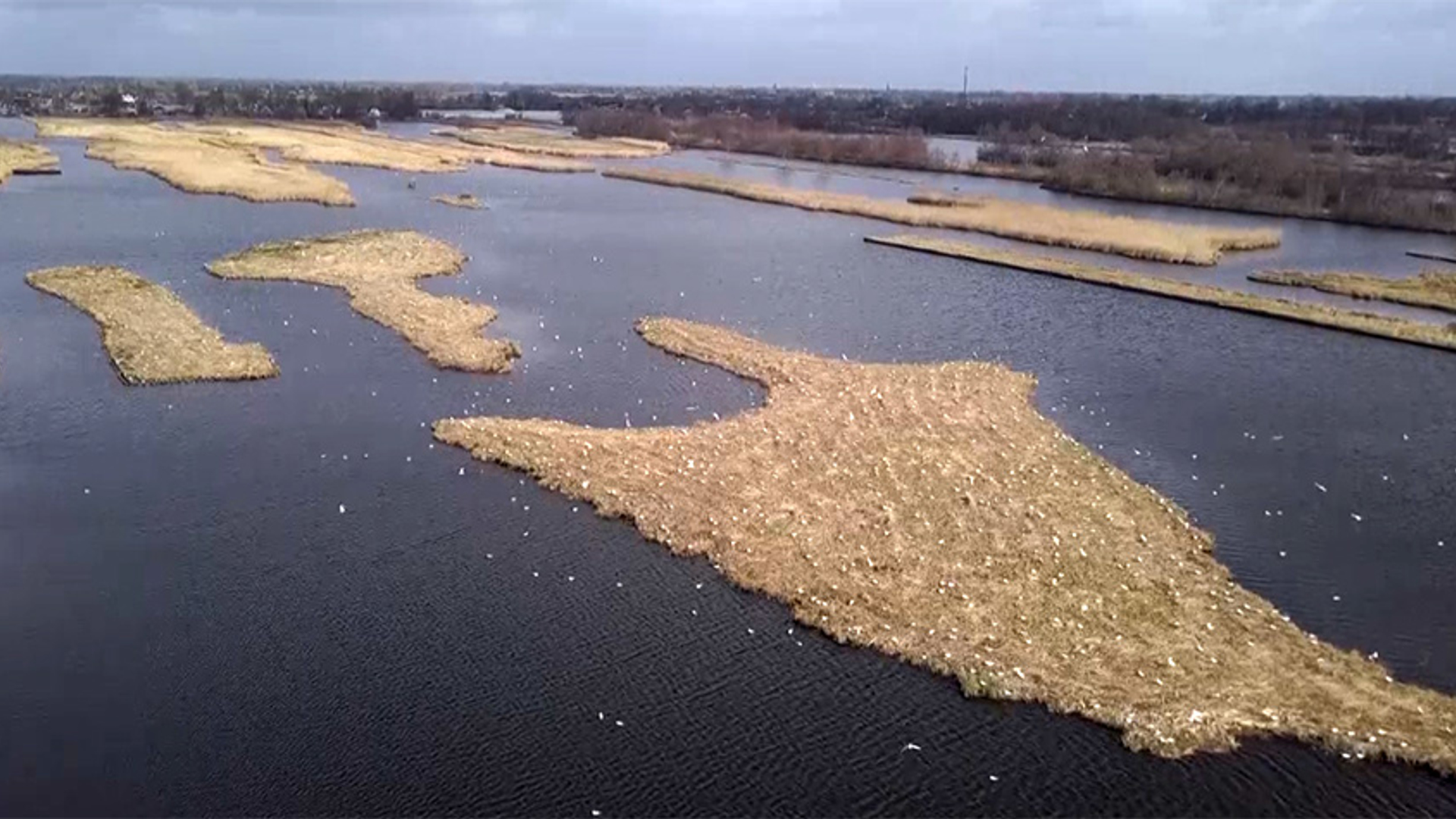 Nieuwkoopse plassen 5