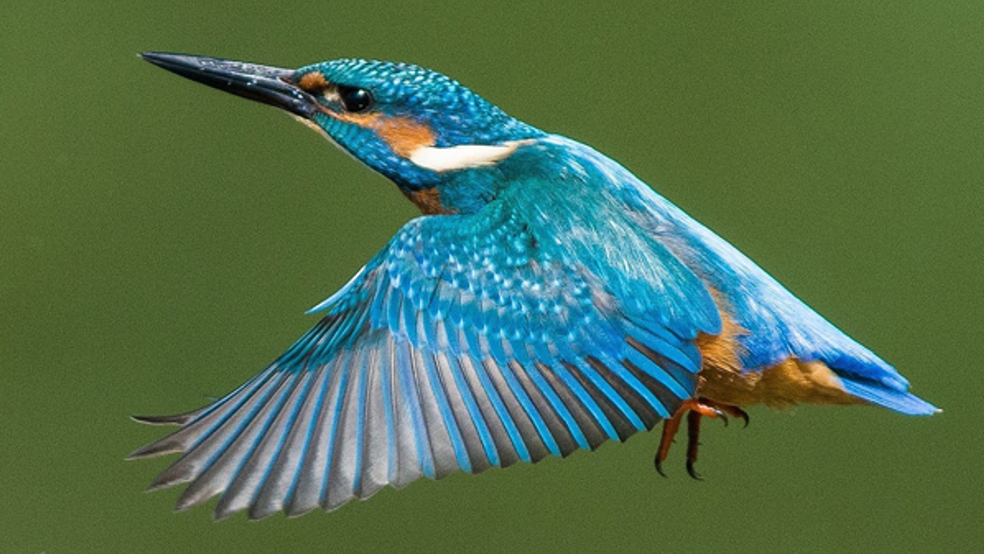 ijsvogel_AantdeJong.jpg
