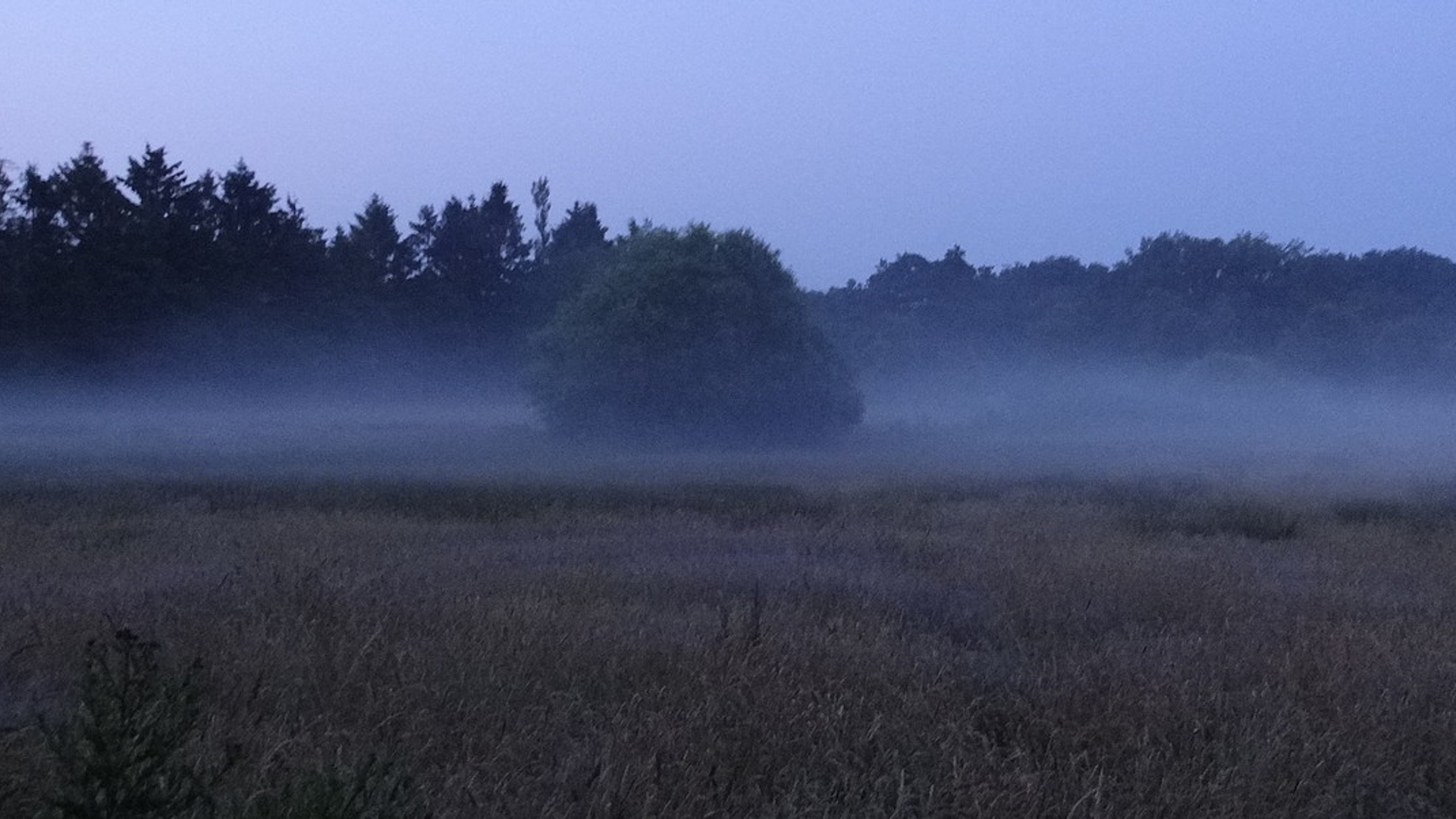 heide_veluwe.jpg