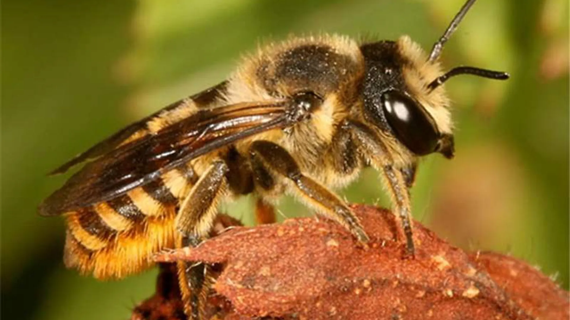 Behangersbij https://en.m.wikipedia.org/wiki/File:Megachile_Bee_06.jpg