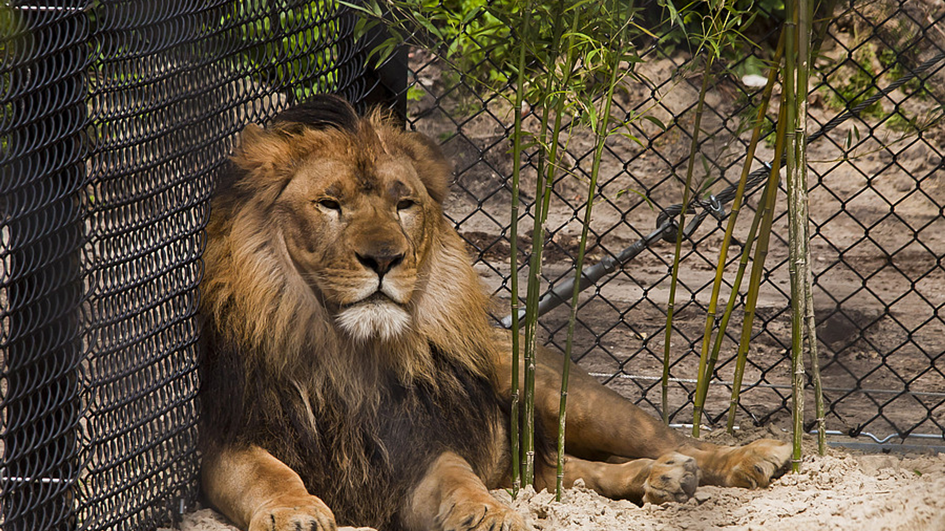 leeuw_zoo.jpg
