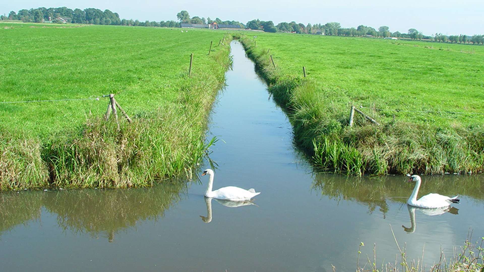 waterschap sloot slootje zwanen