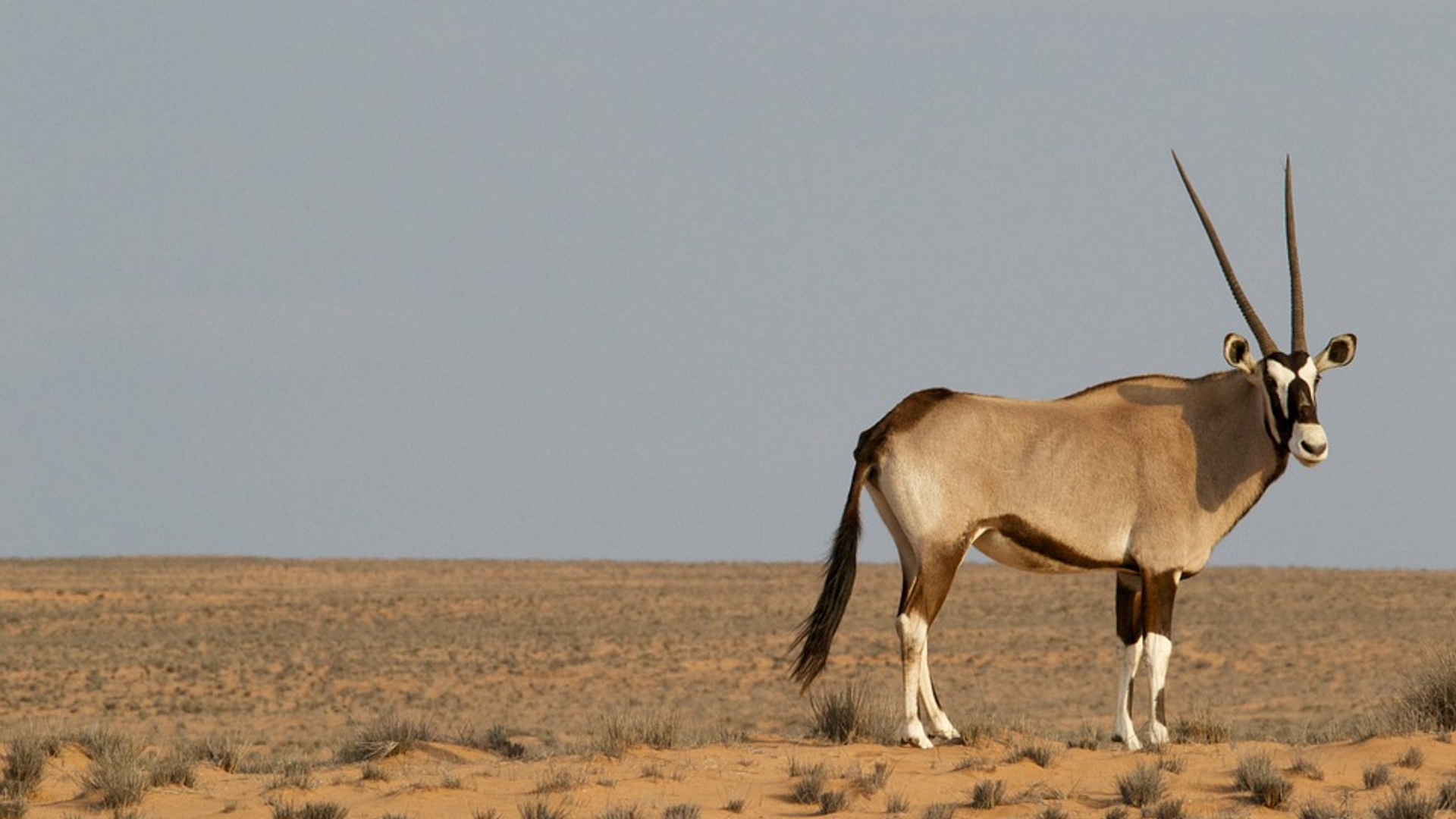 Grote Afrikaanse Antilope