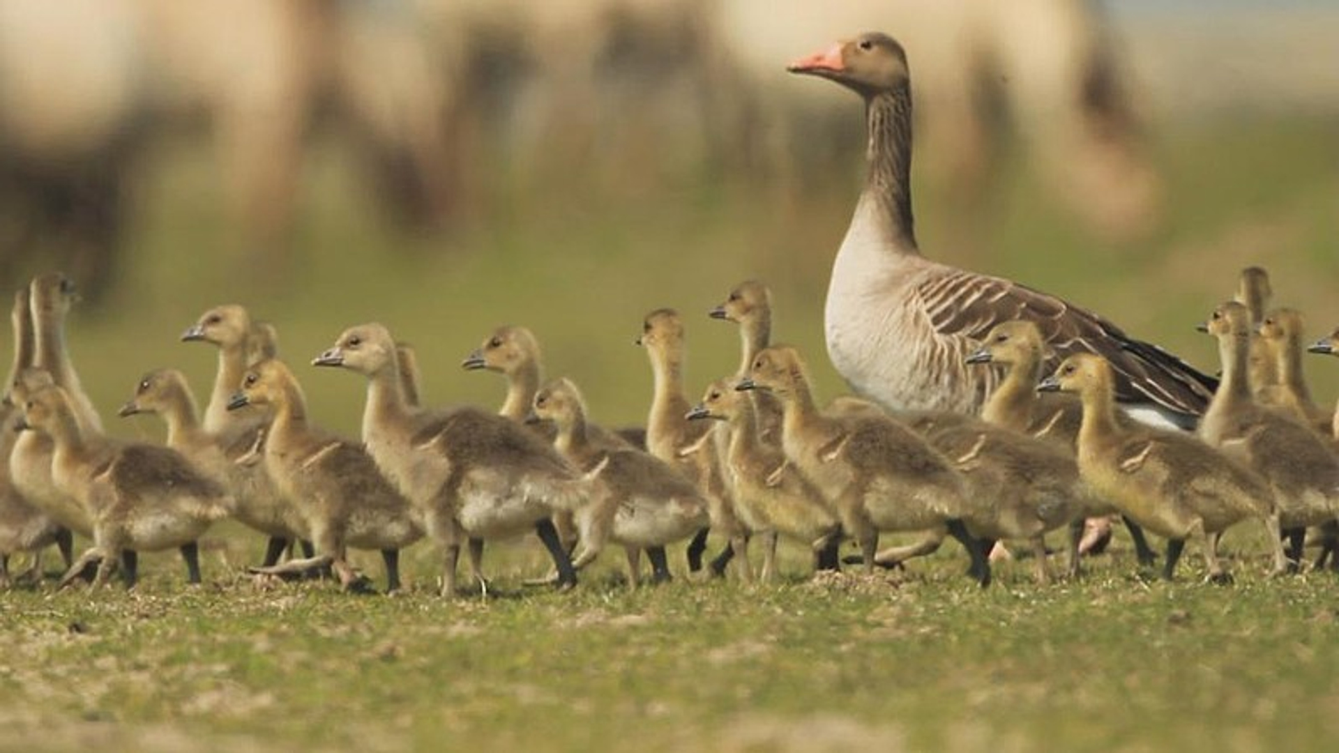 grauwe_gans_11.jpg
