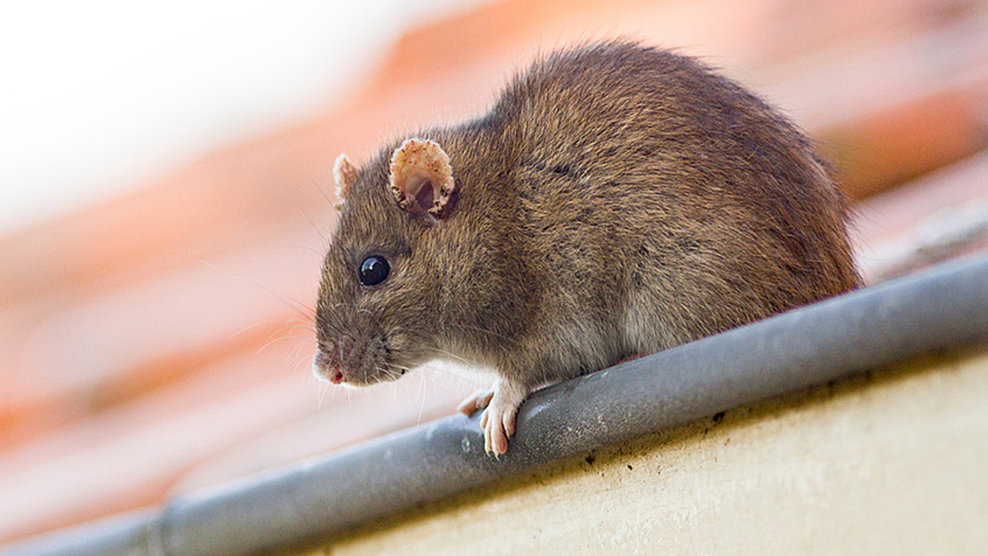 rat_05.jpg