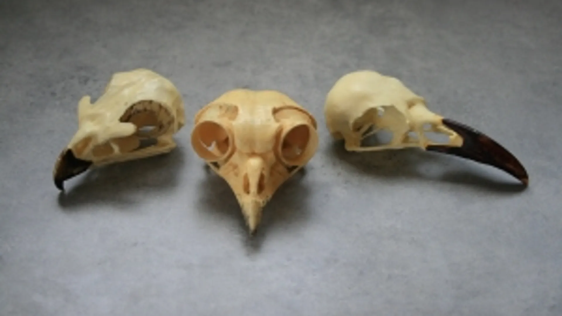 raptor-skulls-1402142-m.jpg