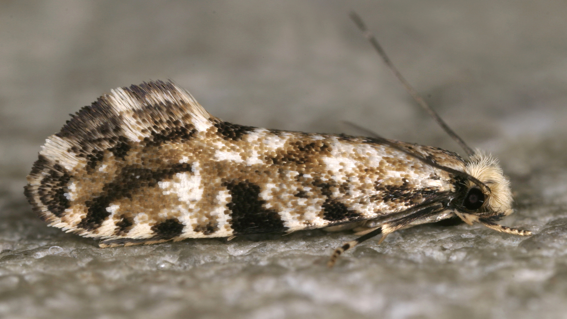 Nemapogon fungivorella adult Peter Buchner