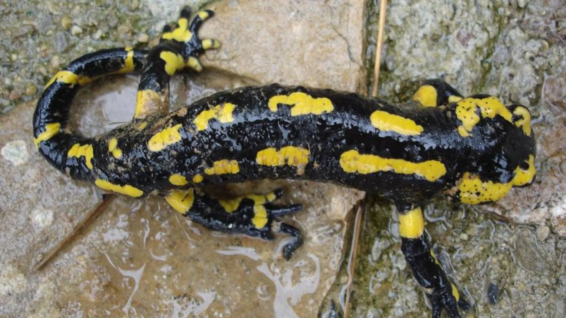 vuursalamander_05.jpg