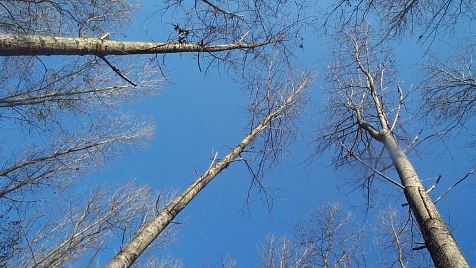 800px-Trees_2789.jpg