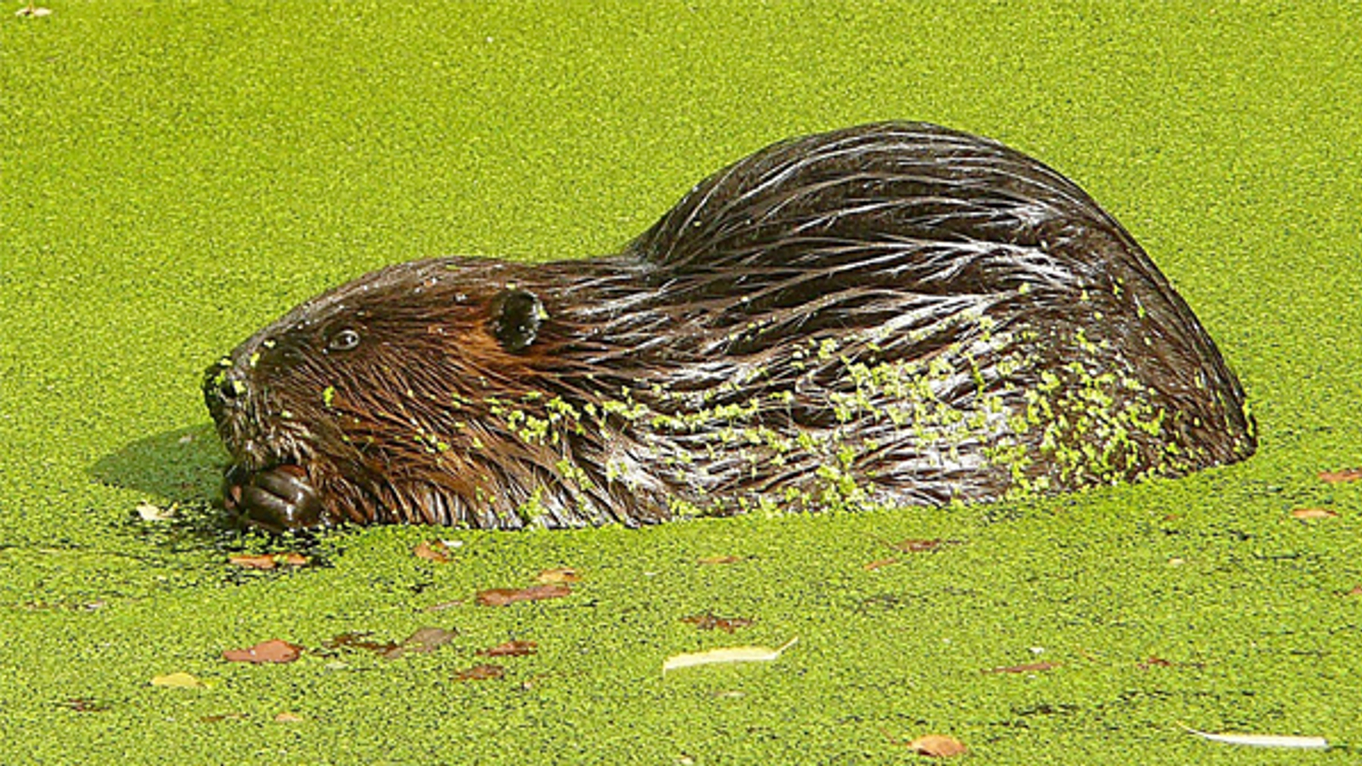 Bever_22.jpg