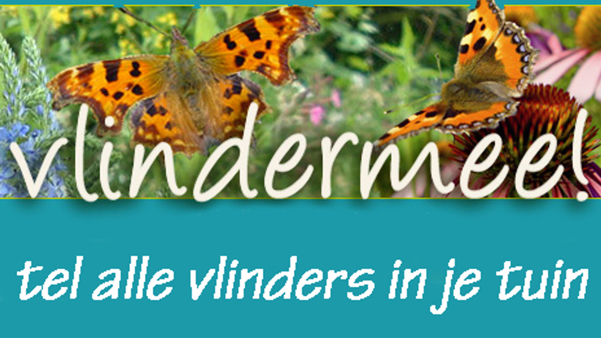 Vlindermee.jpg