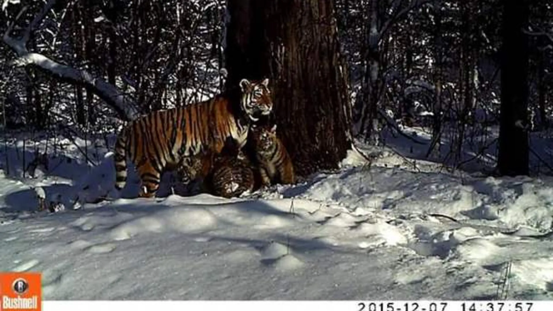 IFAW_Bastak_Zolushka_with_cubs610.jpg