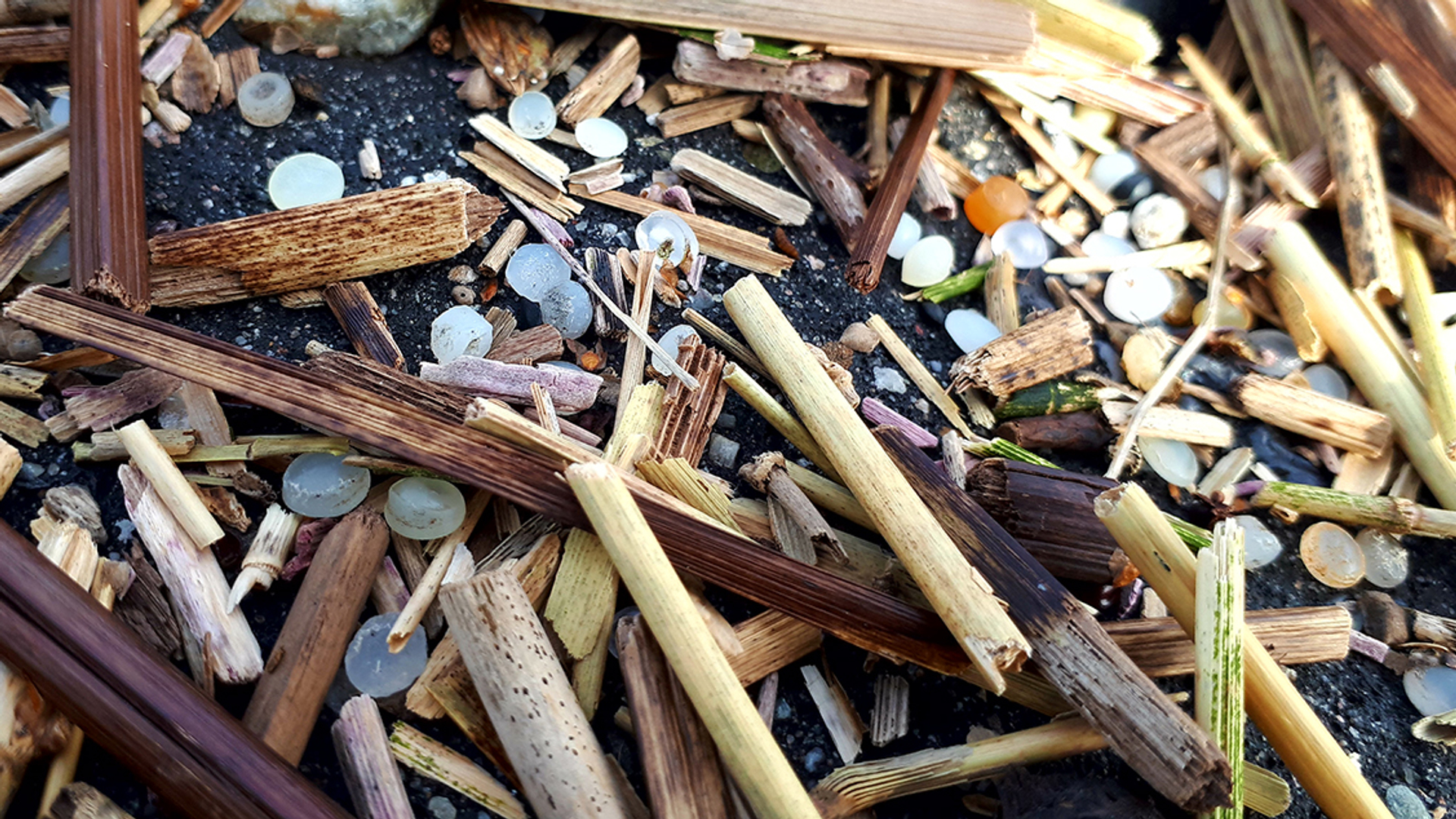 plastickorrels_plasticsoupfoundation_2