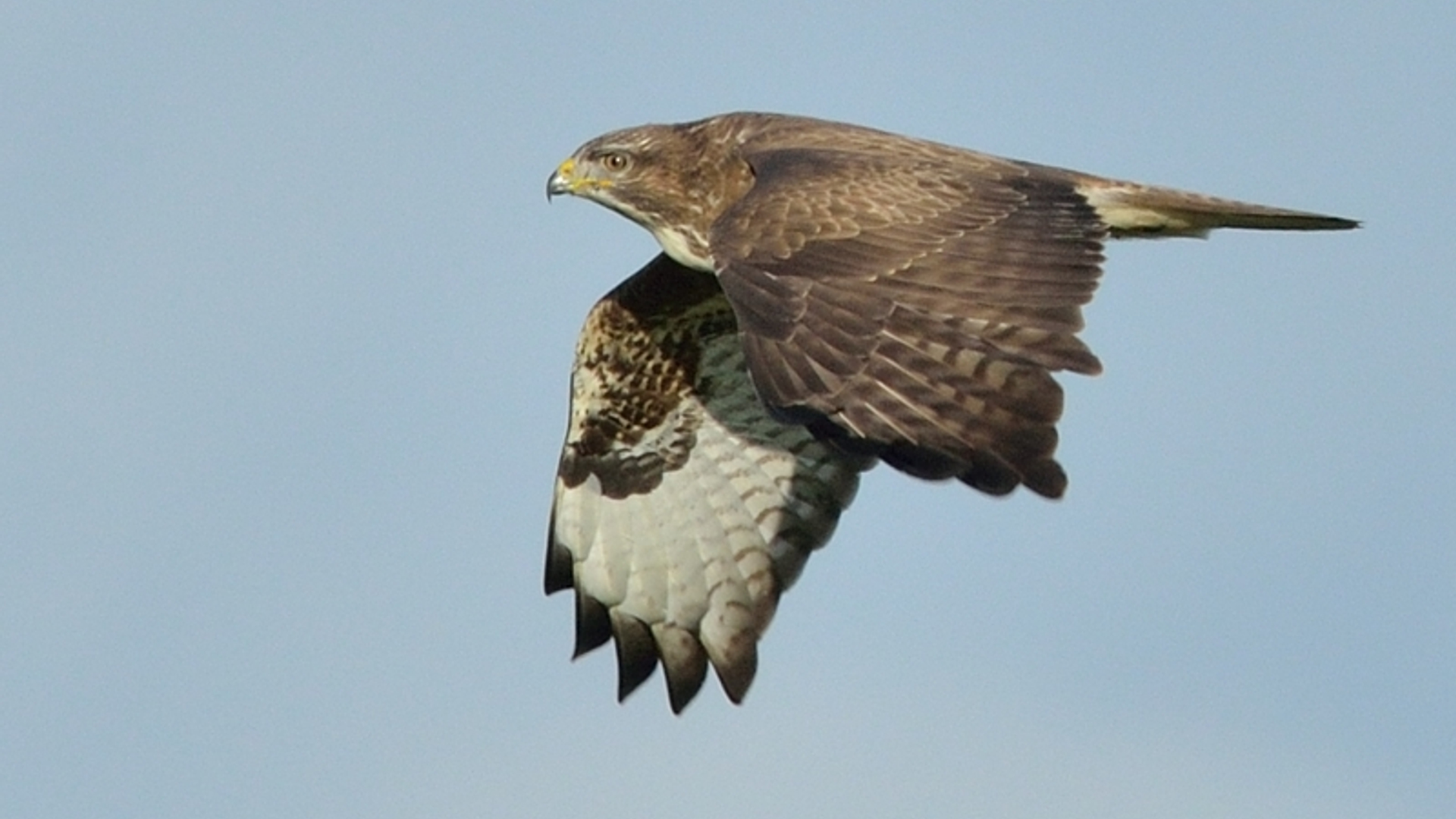 buizerd_18.jpg