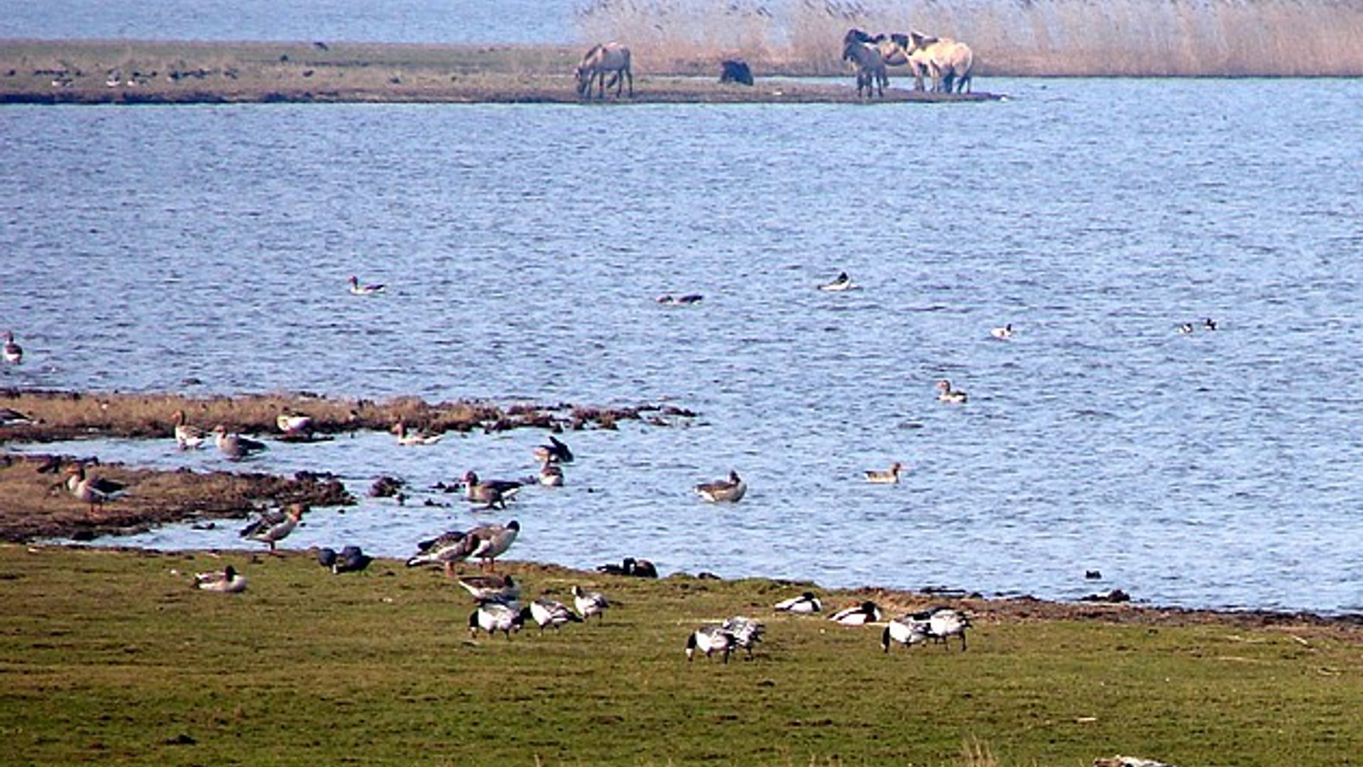 lauwersmeer_01.jpg