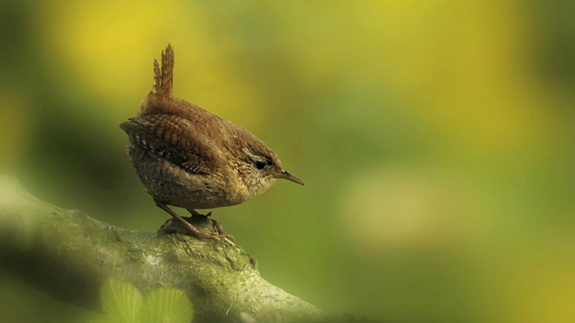 Winterkoning - vogelzang