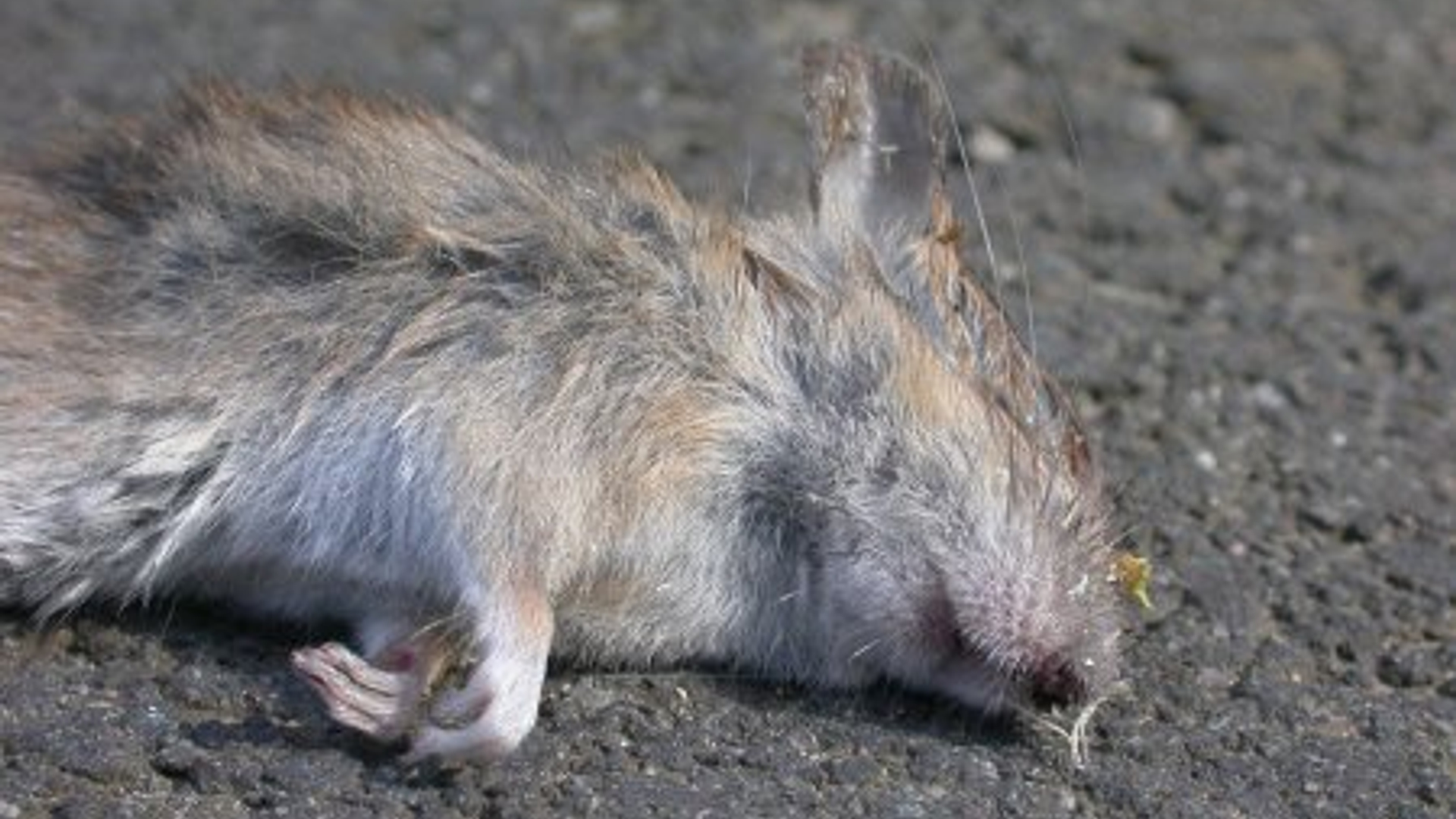 dode_muis_01.jpg
