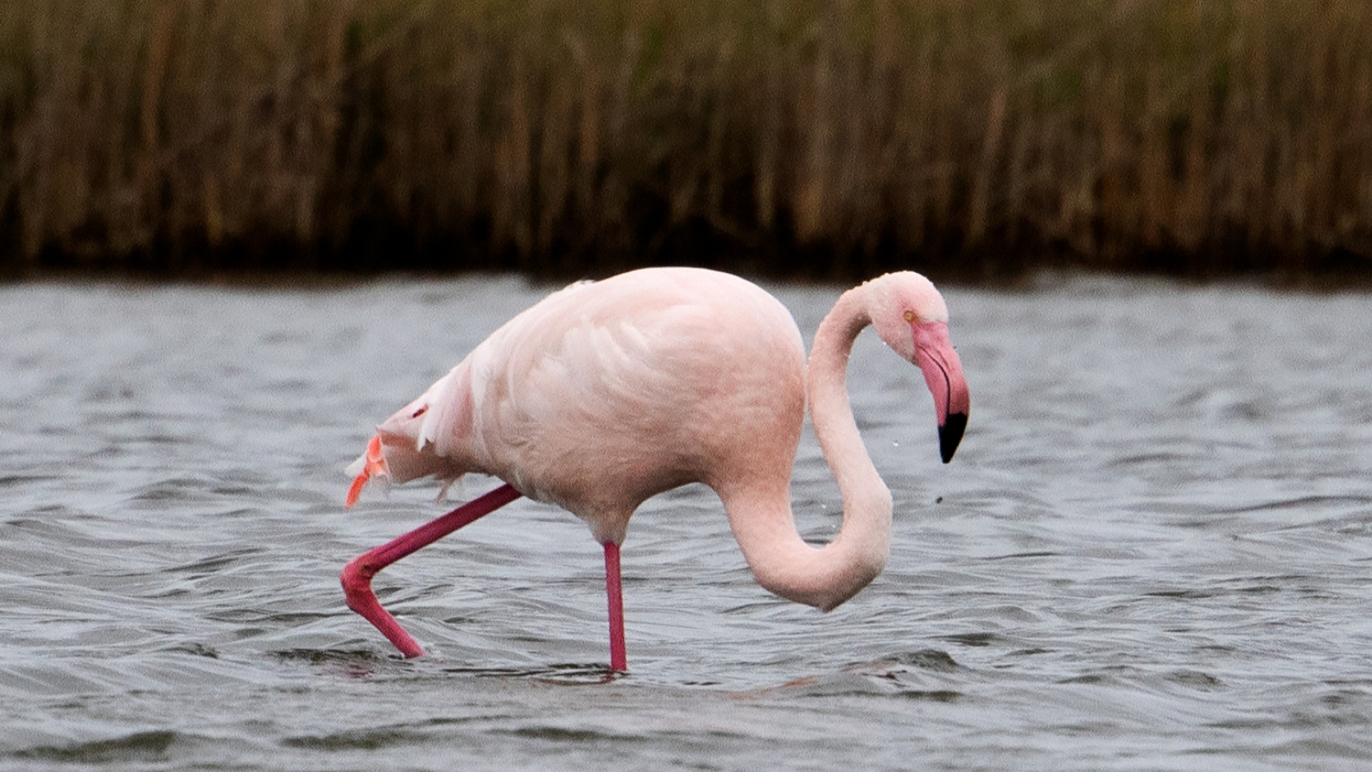 flamingo_texel_keesvenneker