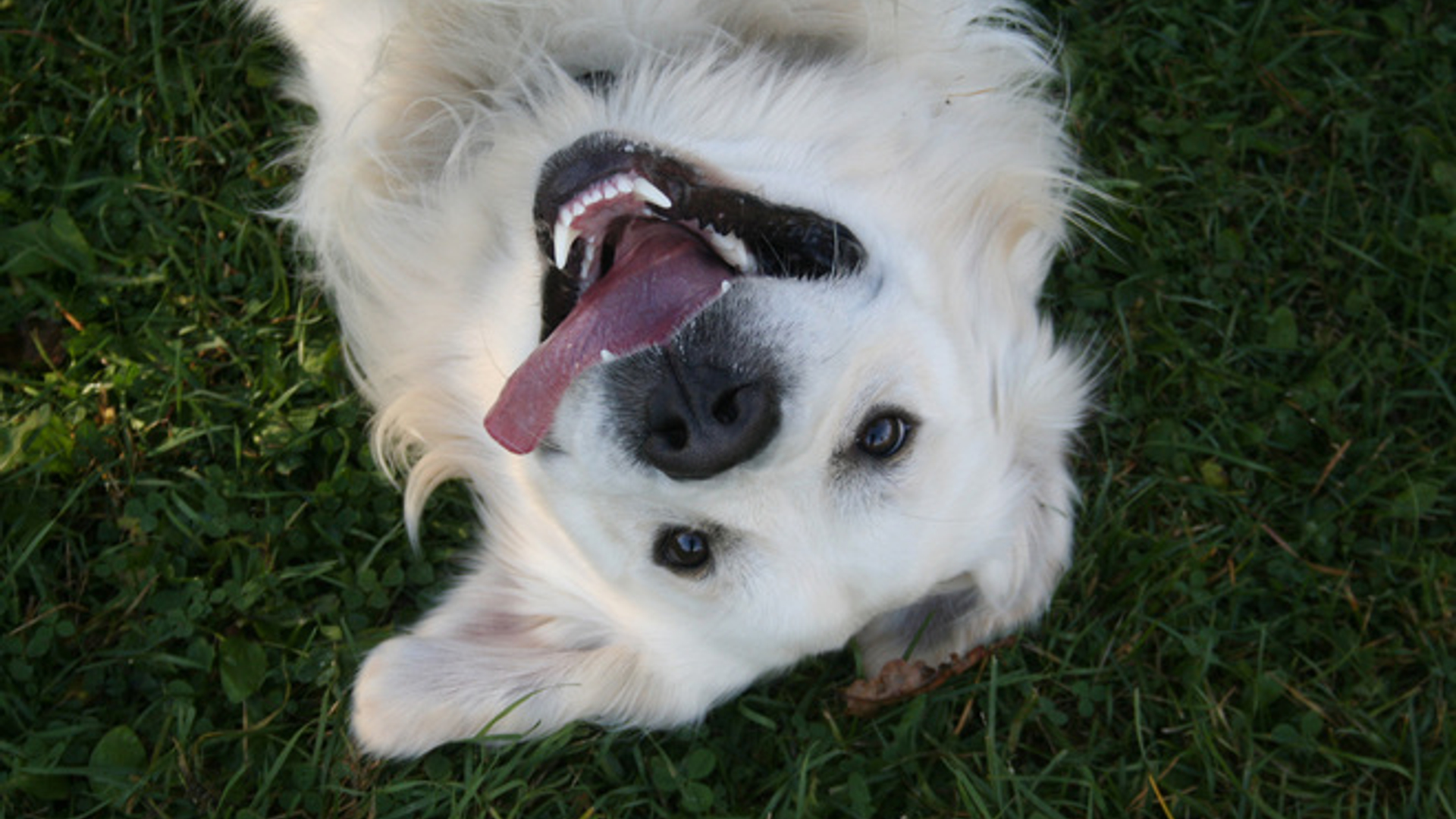 nansen-the-dog-1560665.jpg