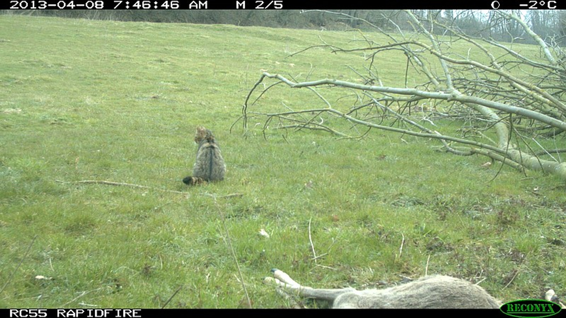 wilde_kat_camera.jpg