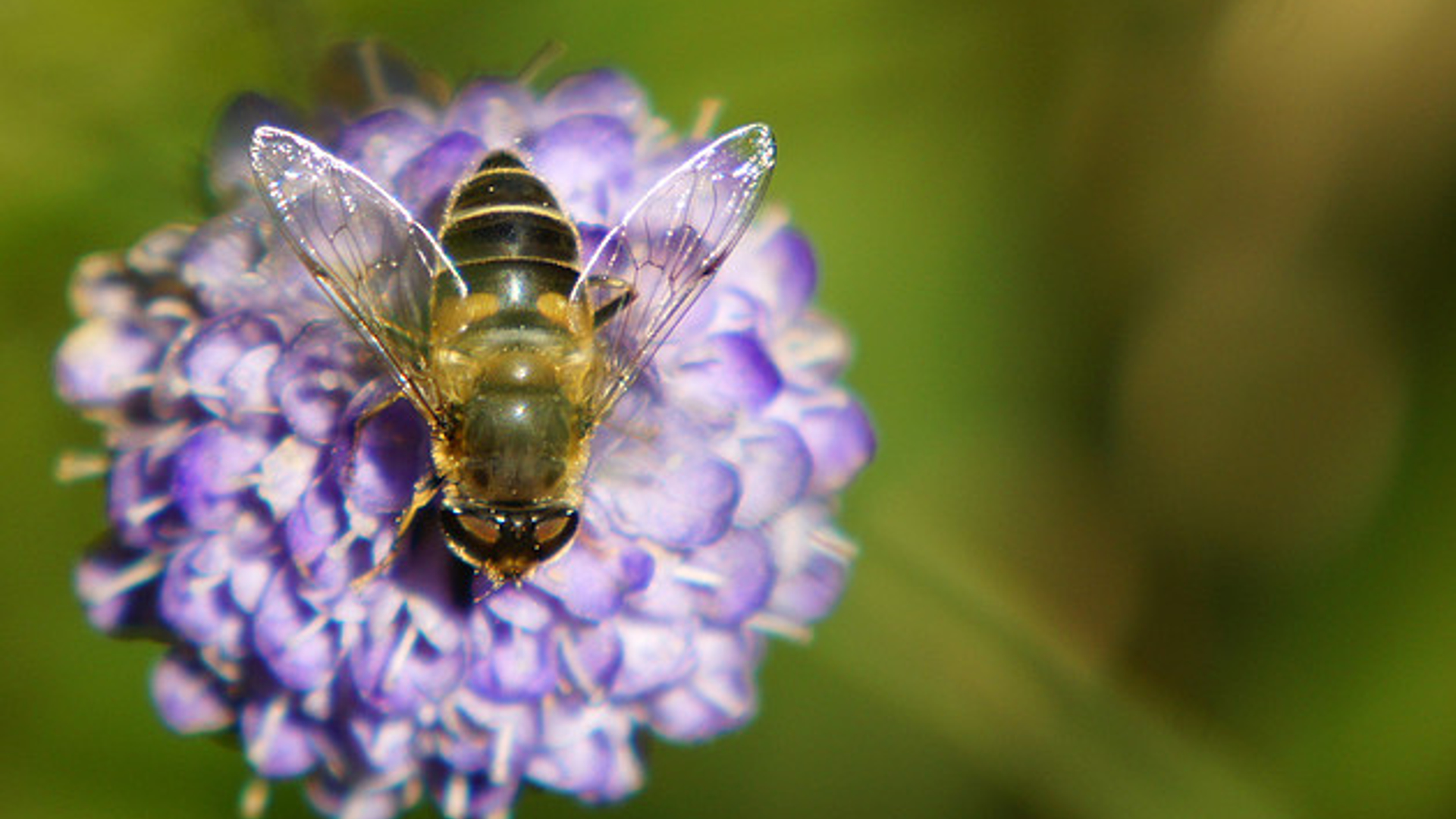 insect_Beeldvanger.jpg