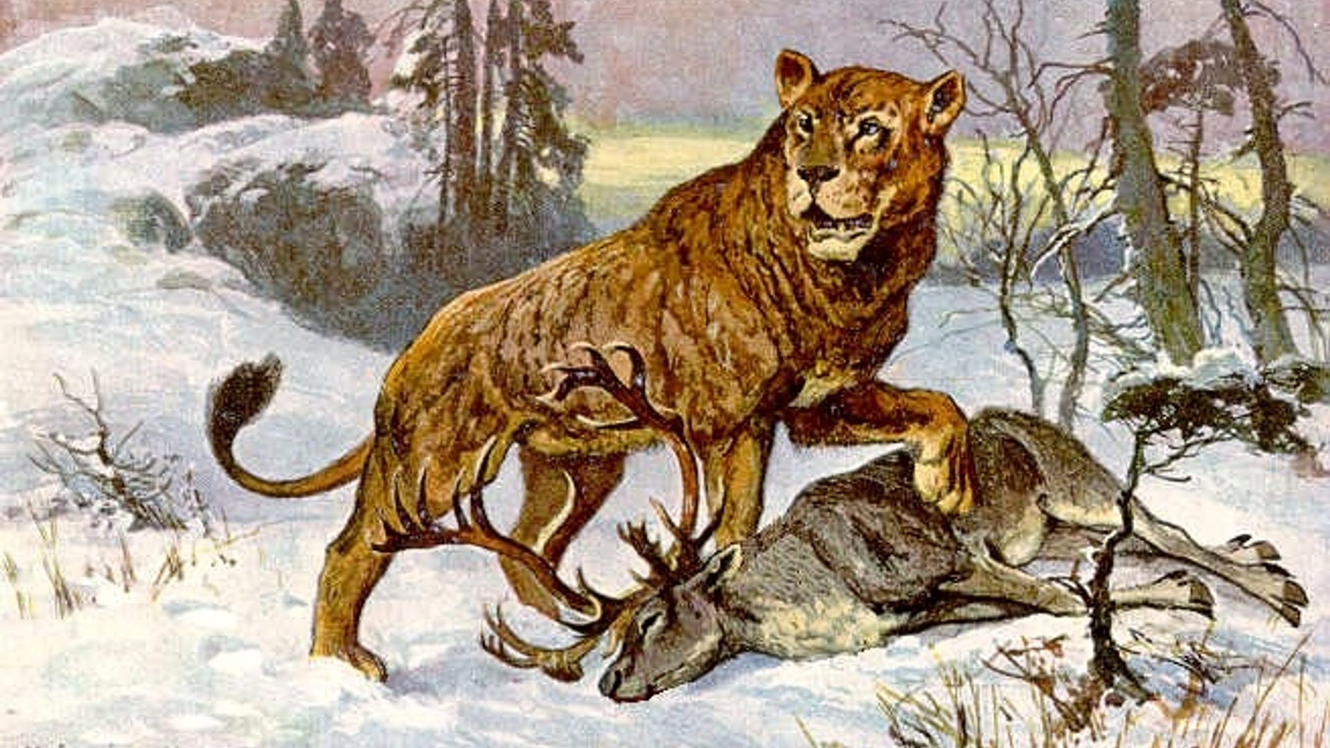 Hoehlenloewe_CaveLion_hharder.jpg