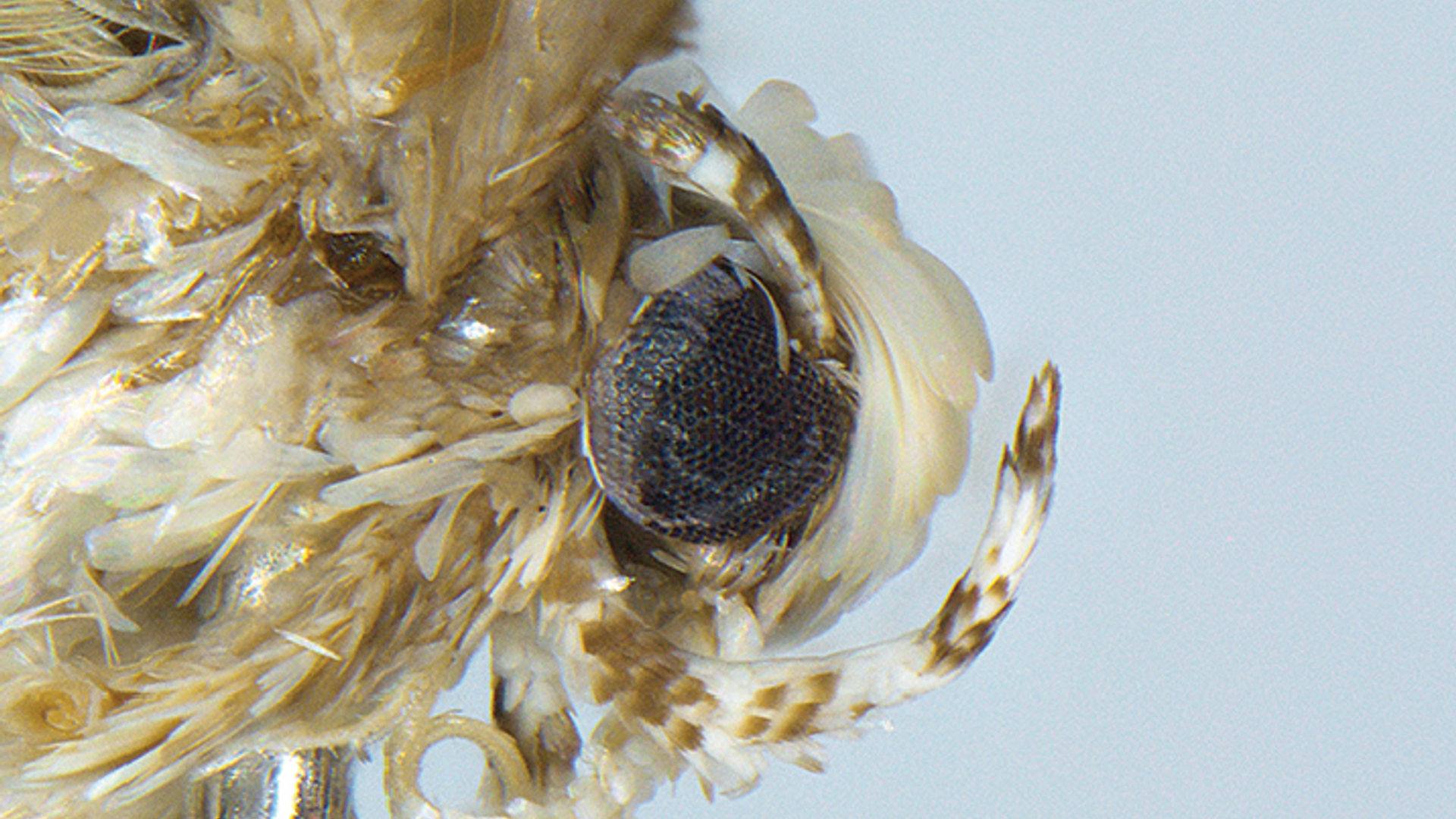 Neopalpa donaldtrumpi