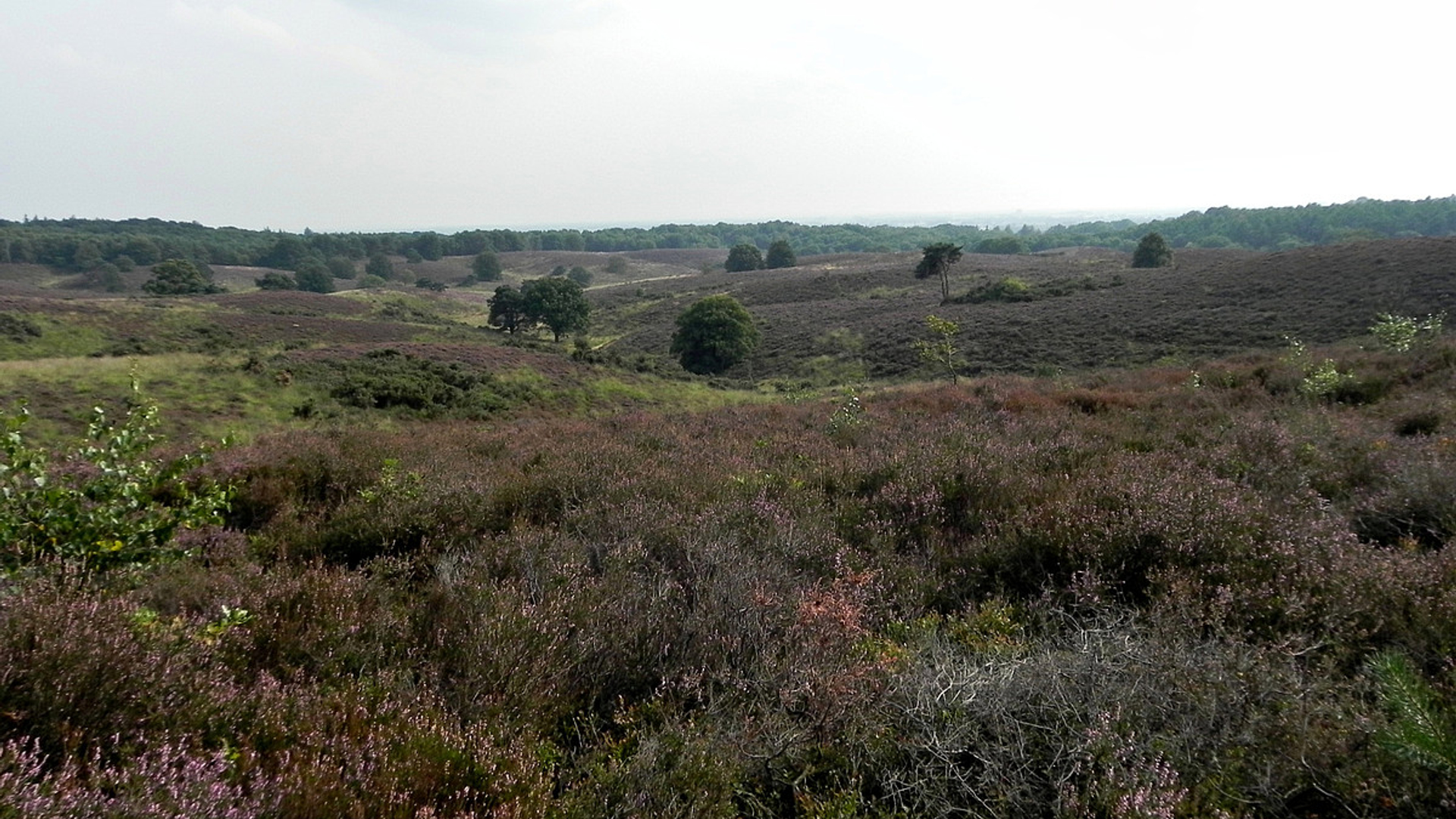veluwe_posbank.jpg