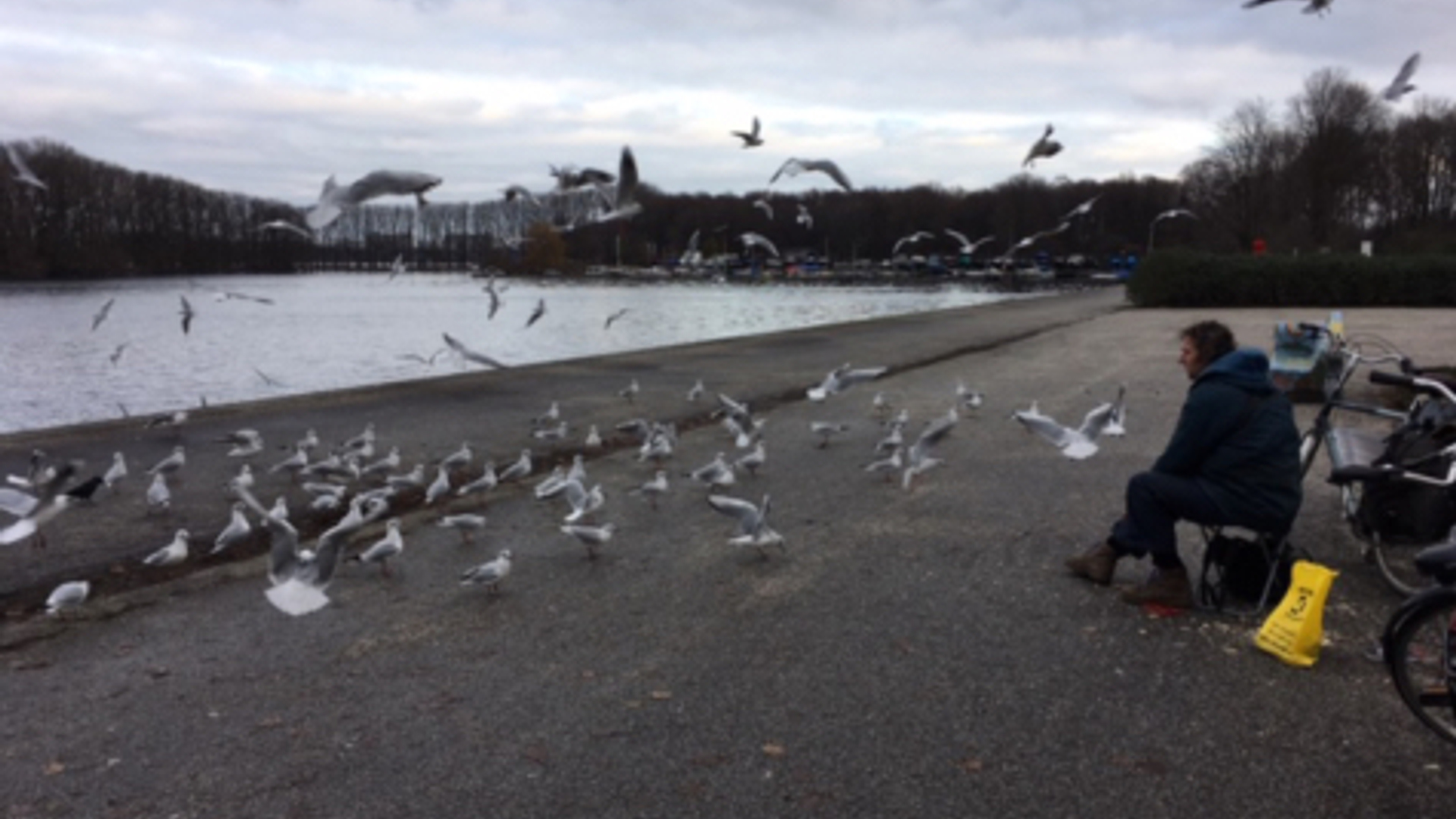 meeuwen in Amsterdam