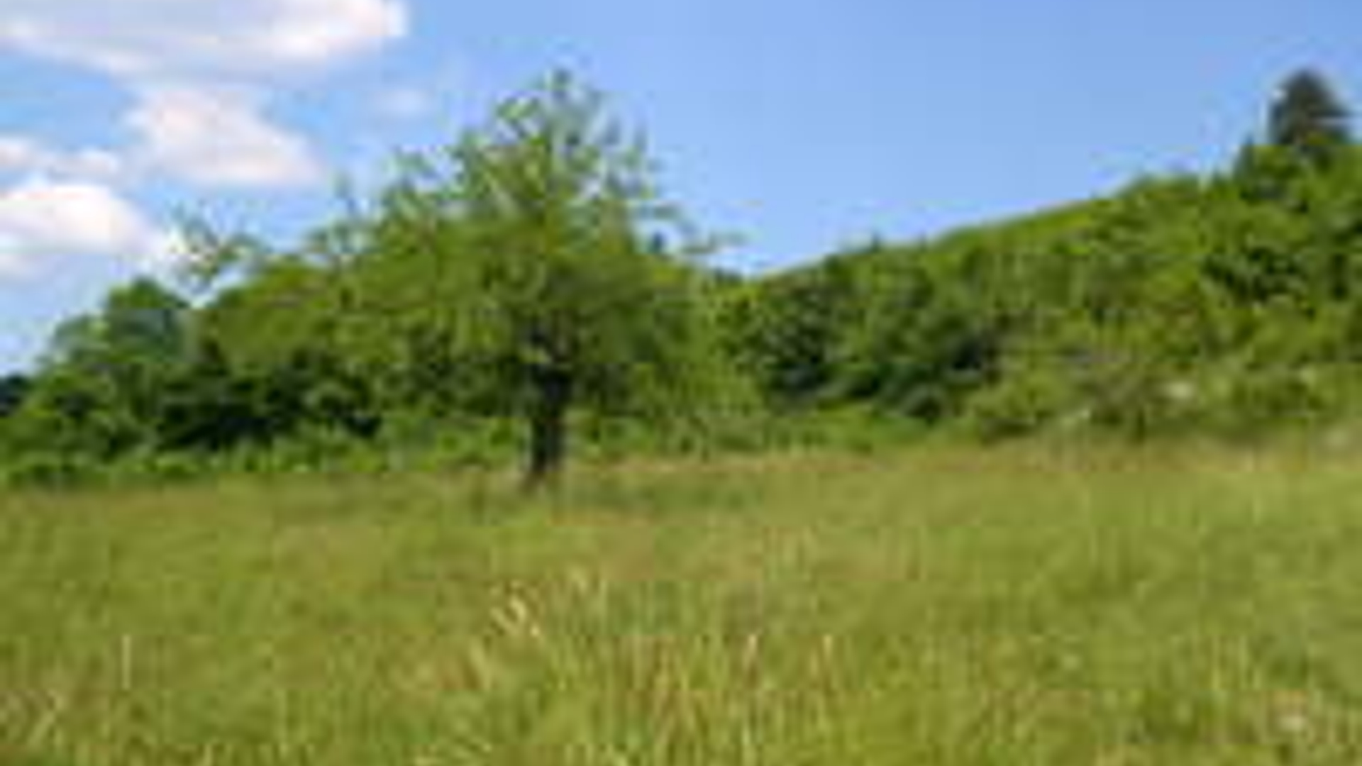 tree-1533498.jpg