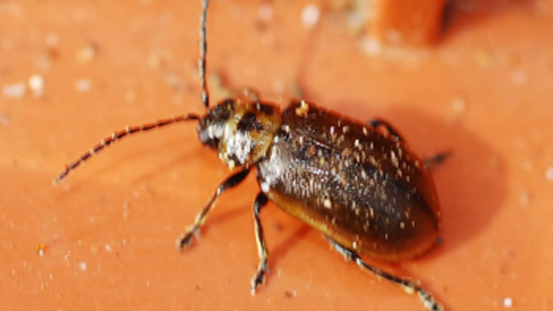 heidehaantje_cc_flickr_01.jpg