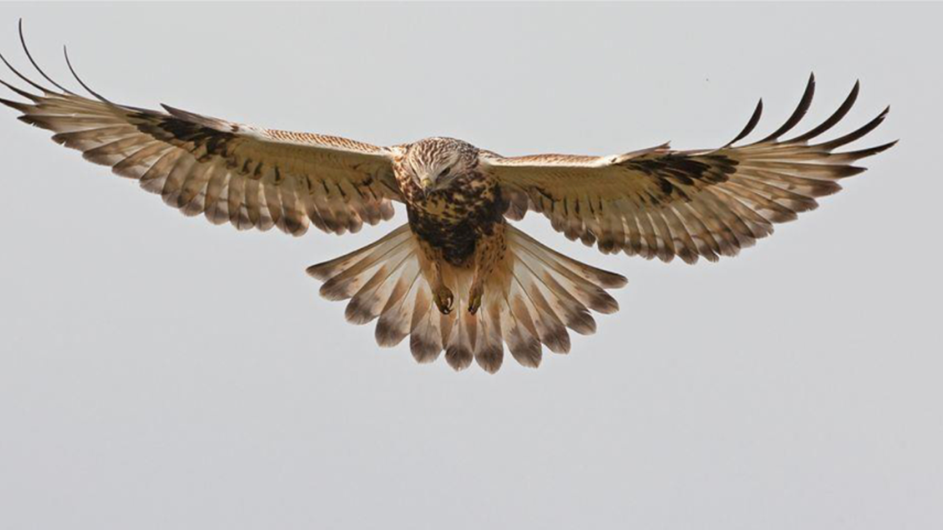 Ruigpootbuizerd