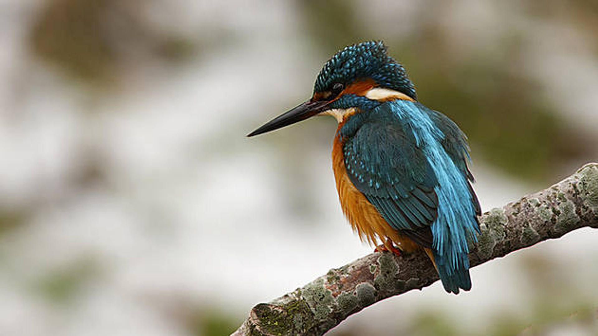 ijsvogel_19.jpg