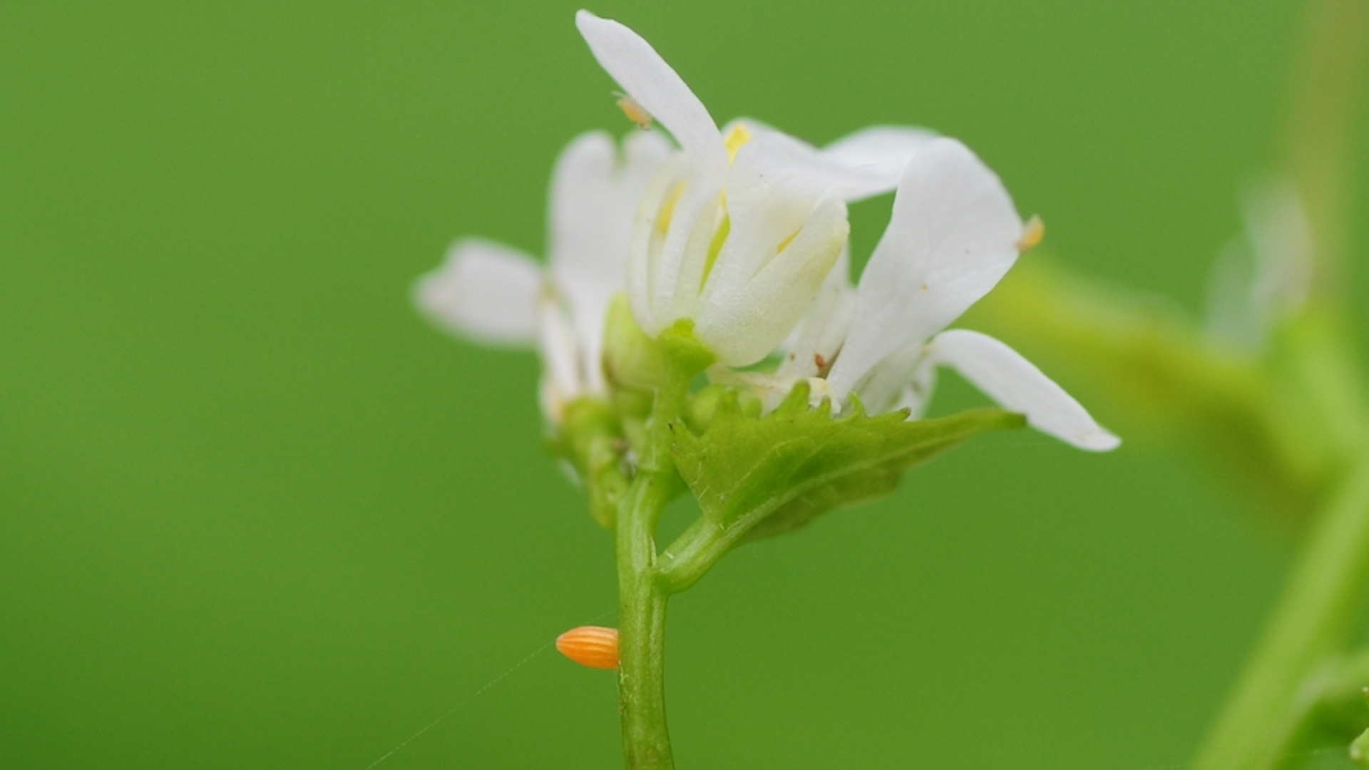 pinksterbloem ei oranjetipje