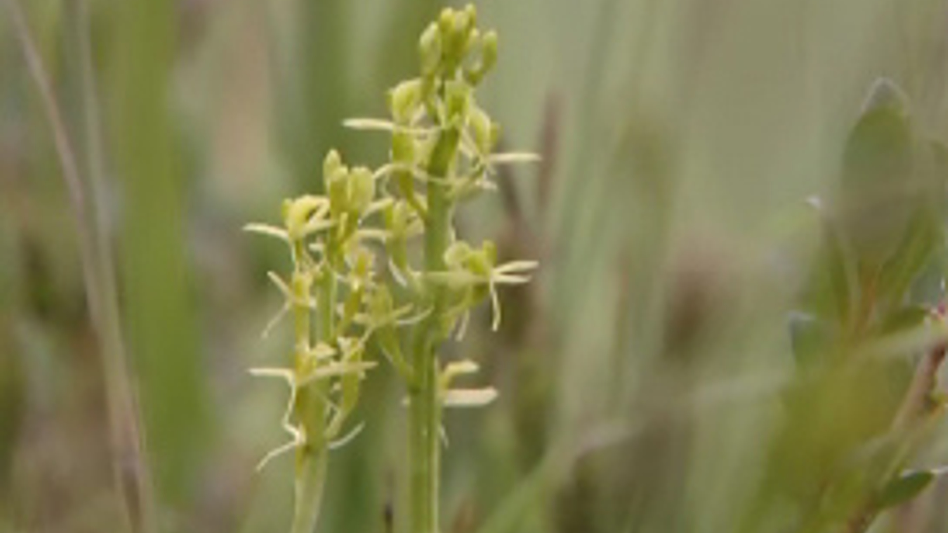 groenknolorchis_01.jpg