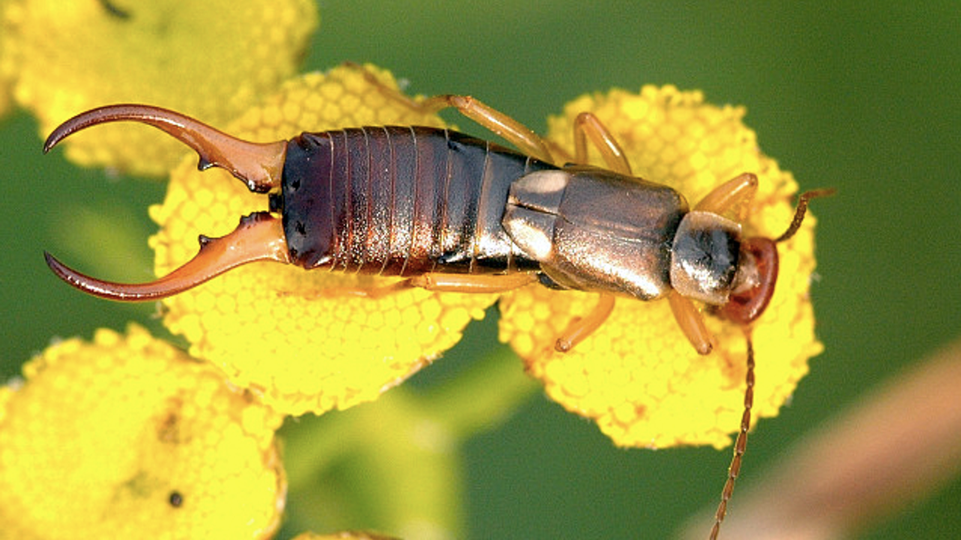 oorworm_Wikipedia.jpg