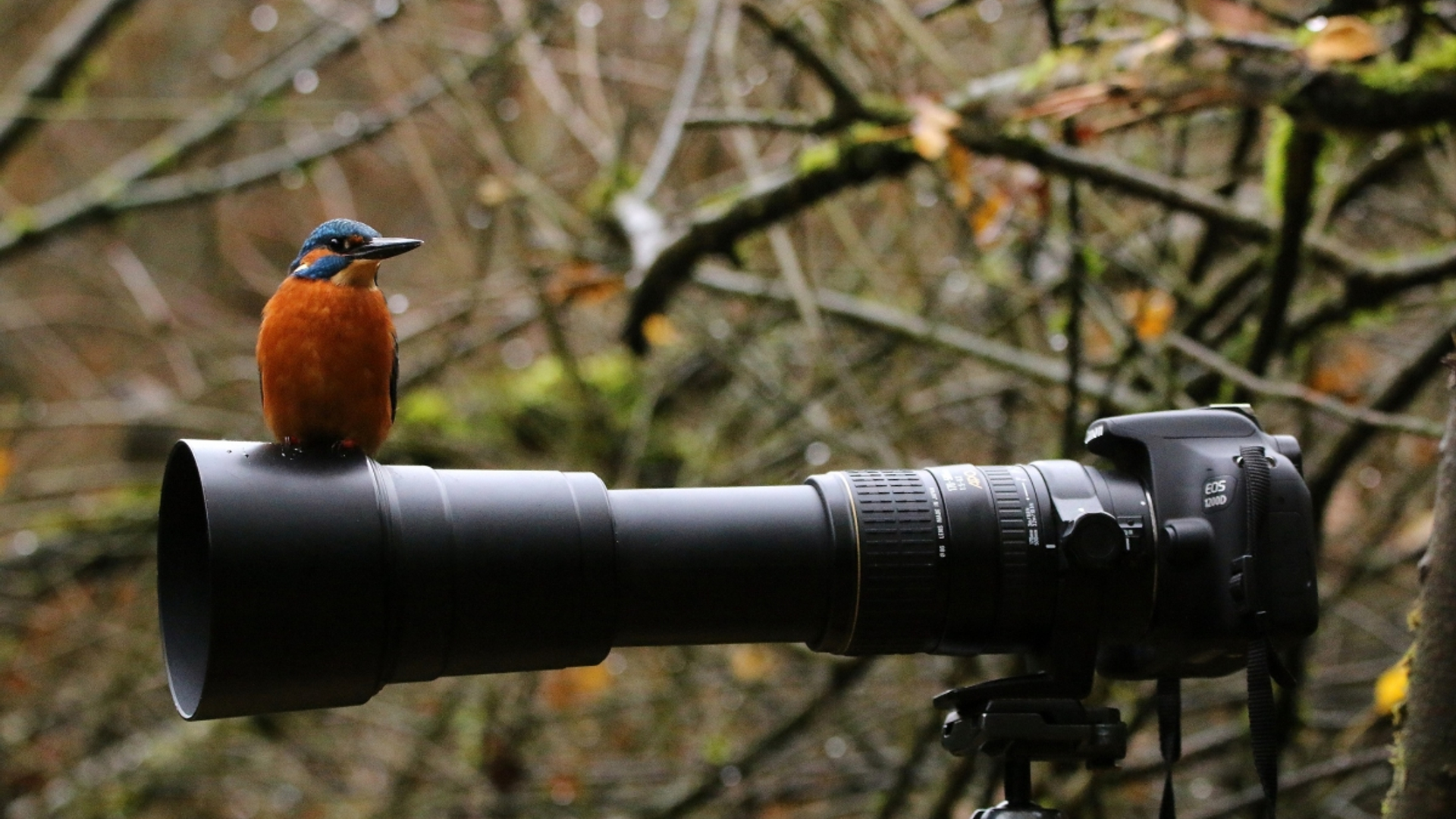 ijsvogel_op_de_lens_van_de_camera_58231a55ead27_large